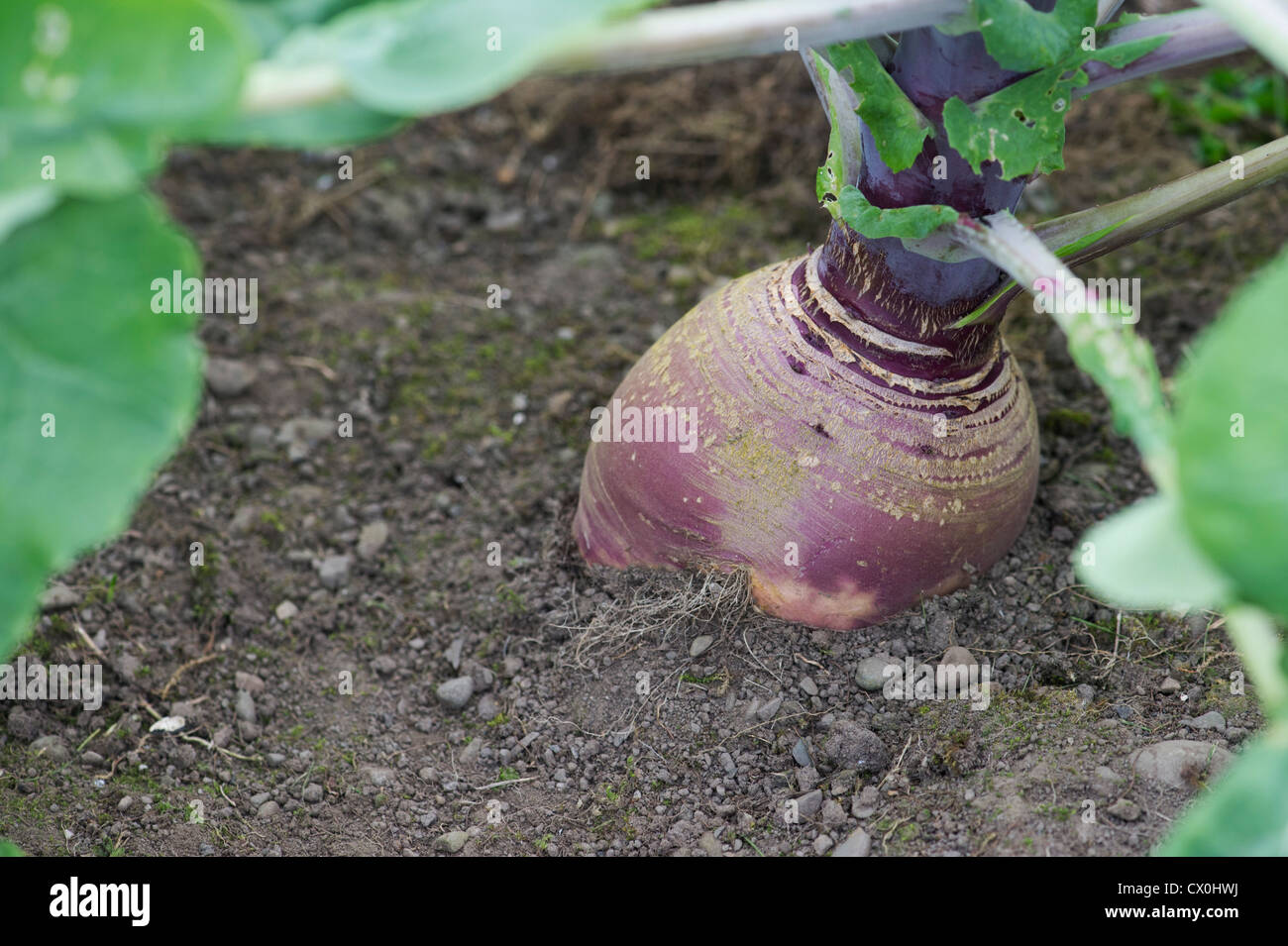Brassica napus napobrassica.  Swede growing in a vegetable patch Stock Photo
