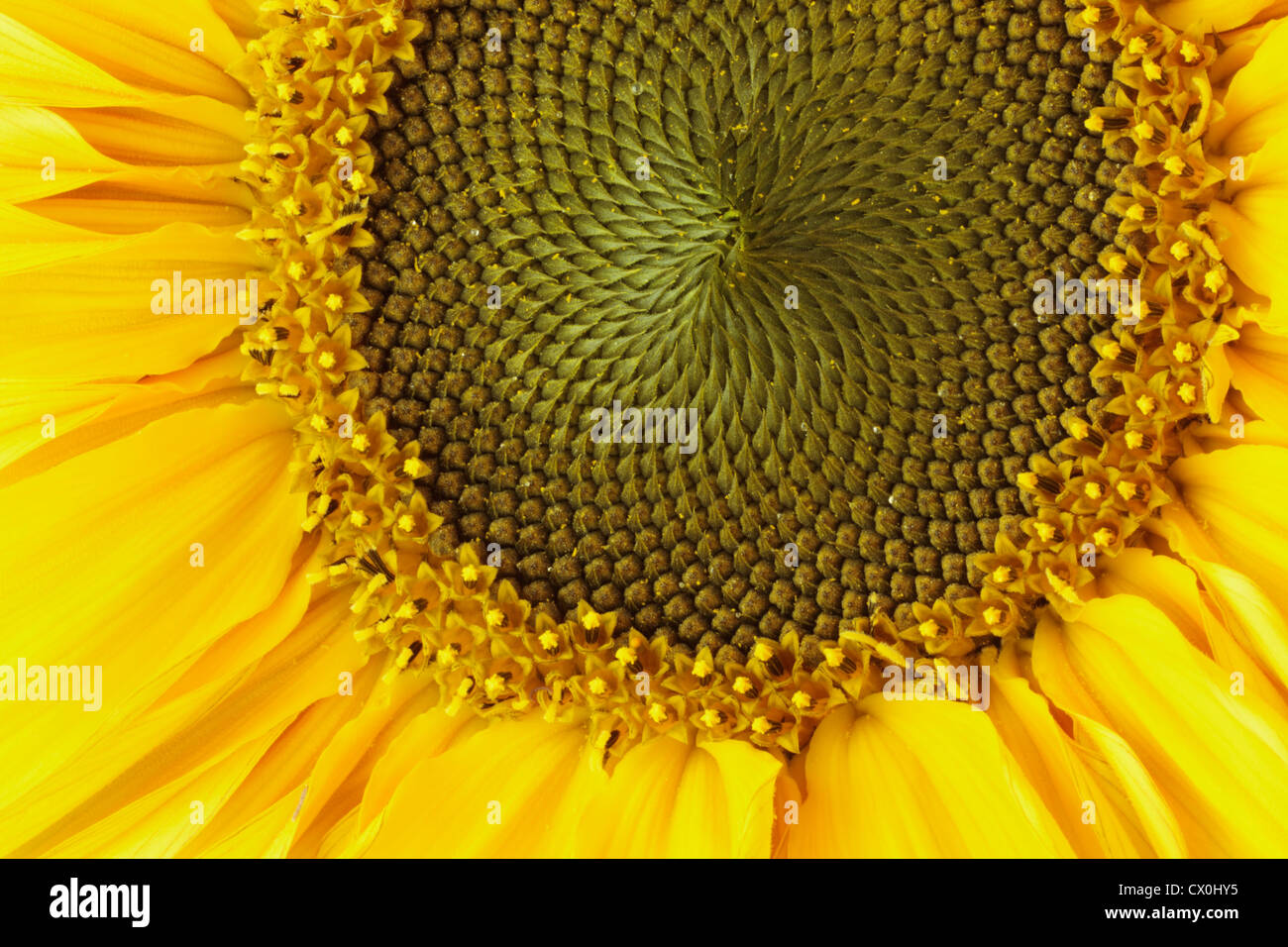 Close up of sunflower (Helianthus annuus) Stock Photo