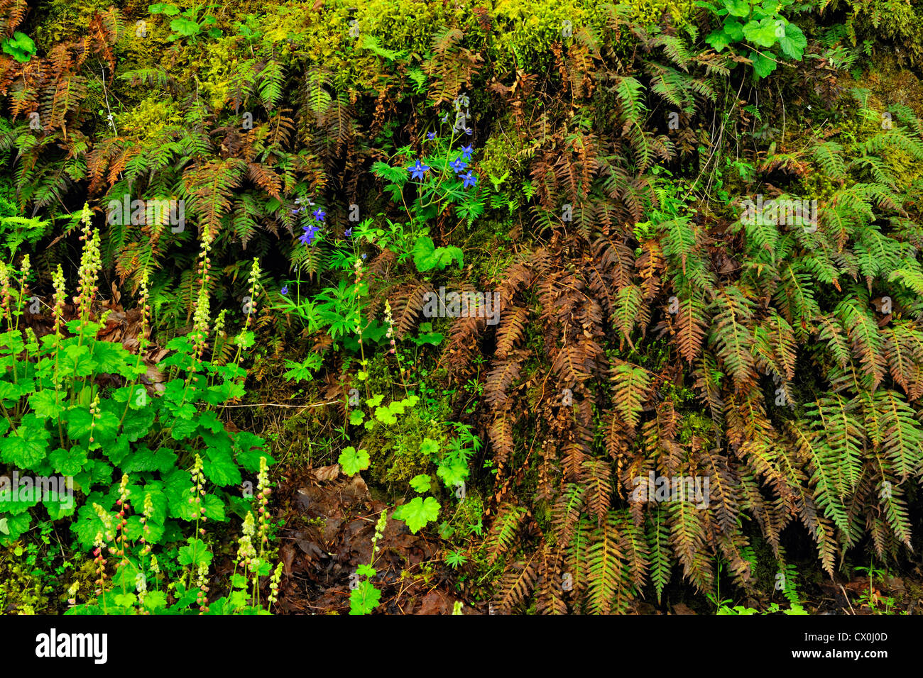 Spring ferns and flowers in the Columbia River Gorge, Columbia Gorge National Scenic Area, Oregon, USA Stock Photo