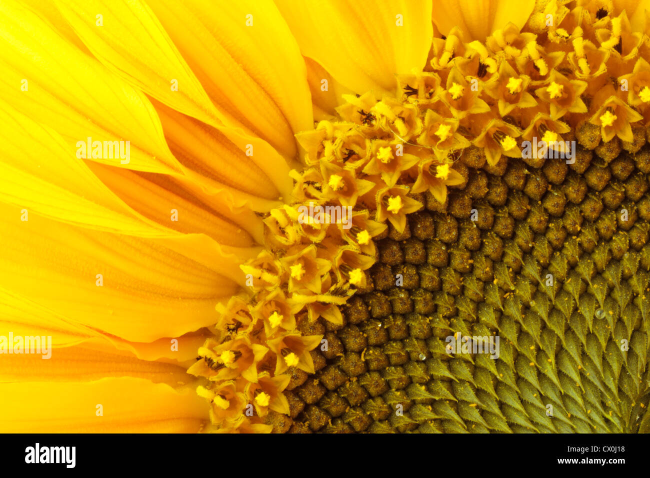 Close up of sunflower (Helianthus annuus) Stock Photo