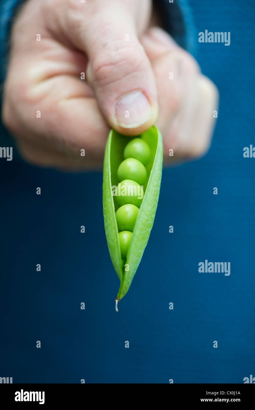 Pisum sativum. Hand holding peas in a pod Stock Photo