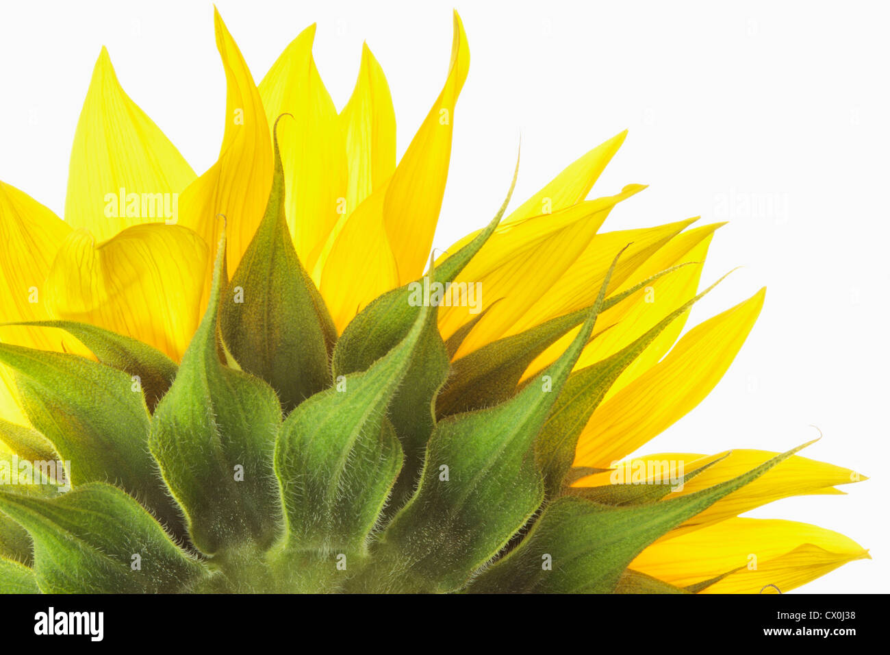 Close up of back of sunflower (Helianthus annuus) on white background Stock Photo