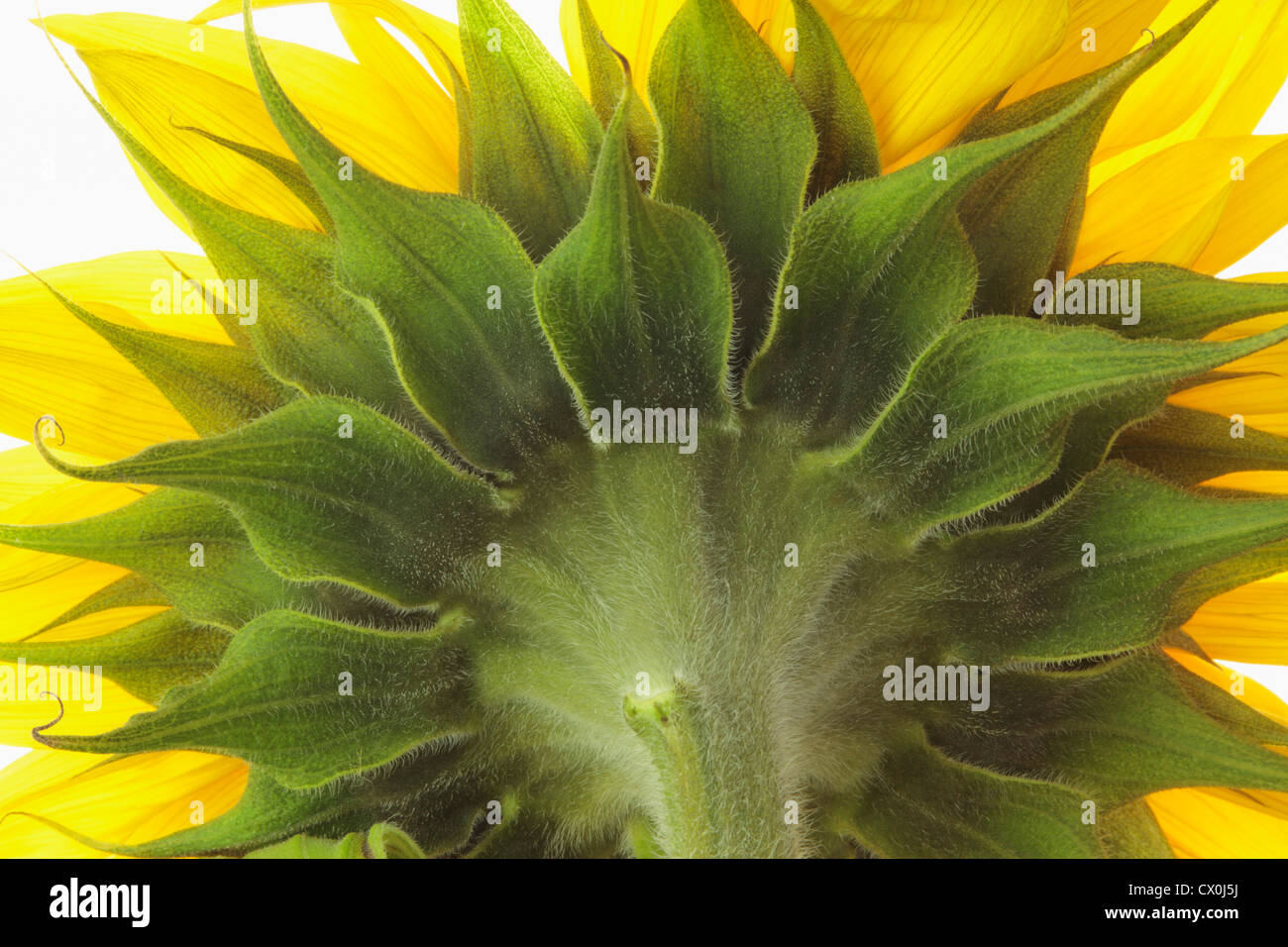 Close up of back of sunflower (Helianthus annuus) on white background Stock Photo