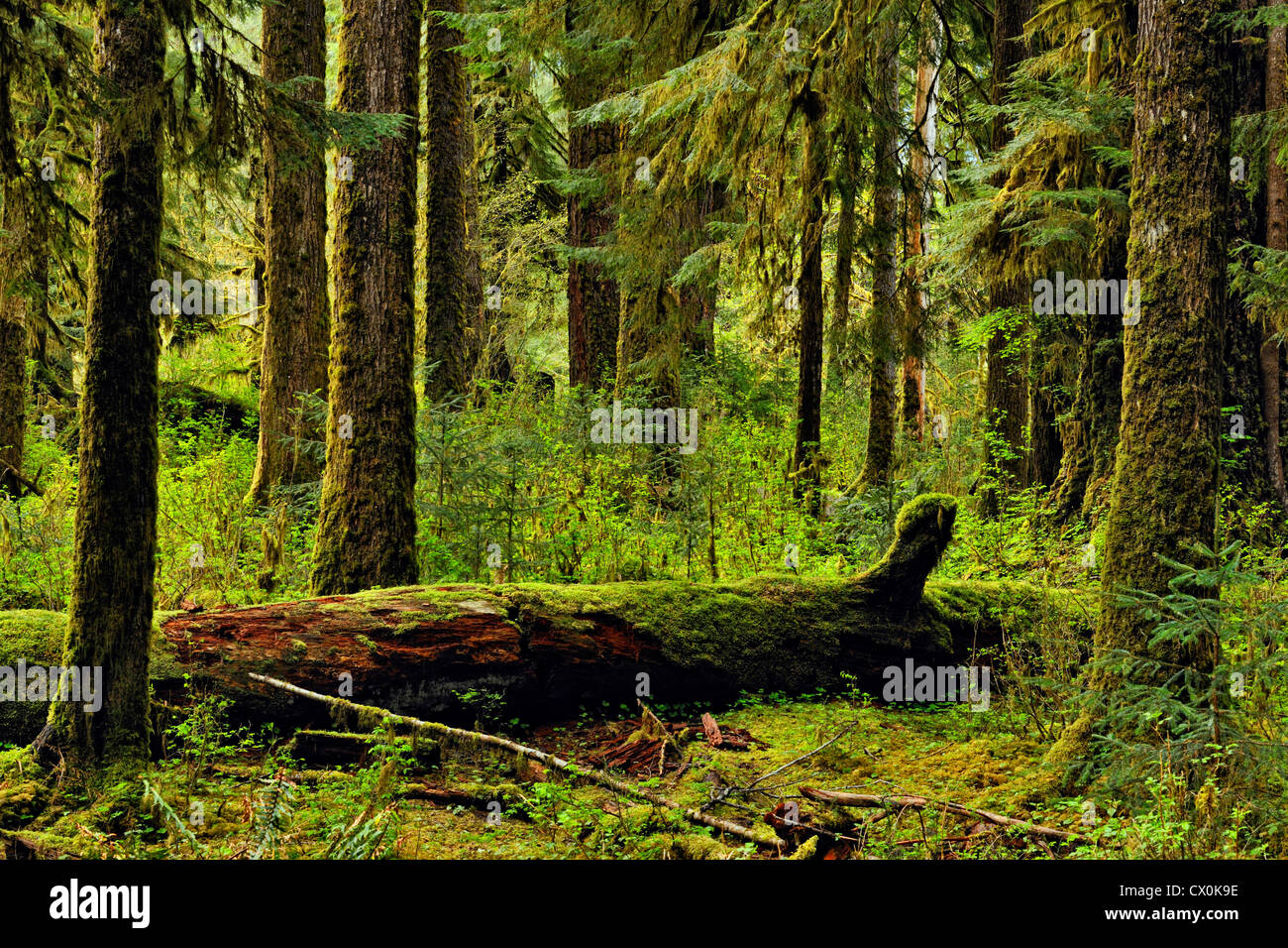 Douglas fir (Pseudotsuga menziesi) tree trunks in the forest, Olympic National Park Hoh Rainforest, Washington, USA Stock Photo
