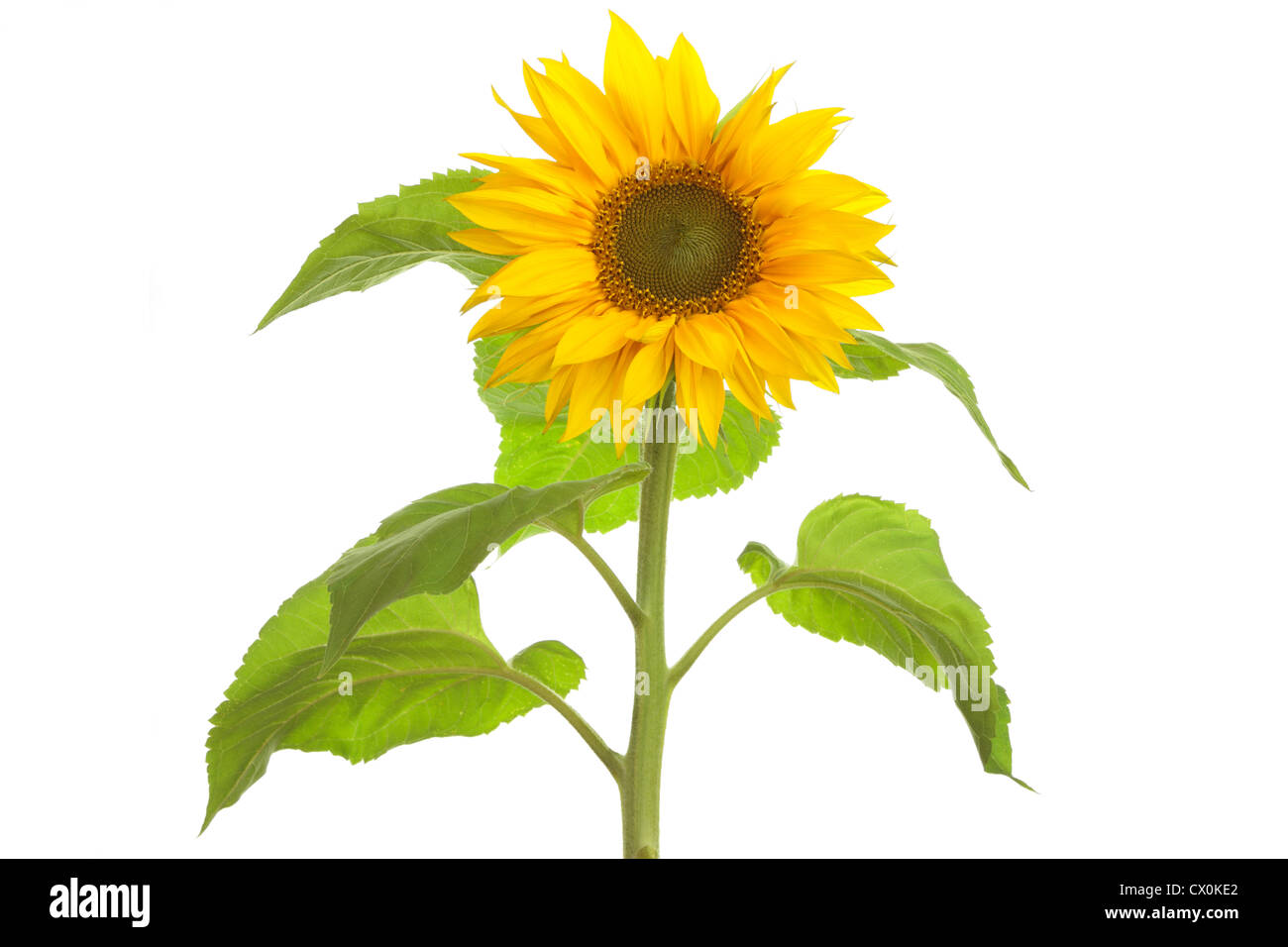 Close up of front of sunflower (Helianthus annuus) on white background Stock Photo