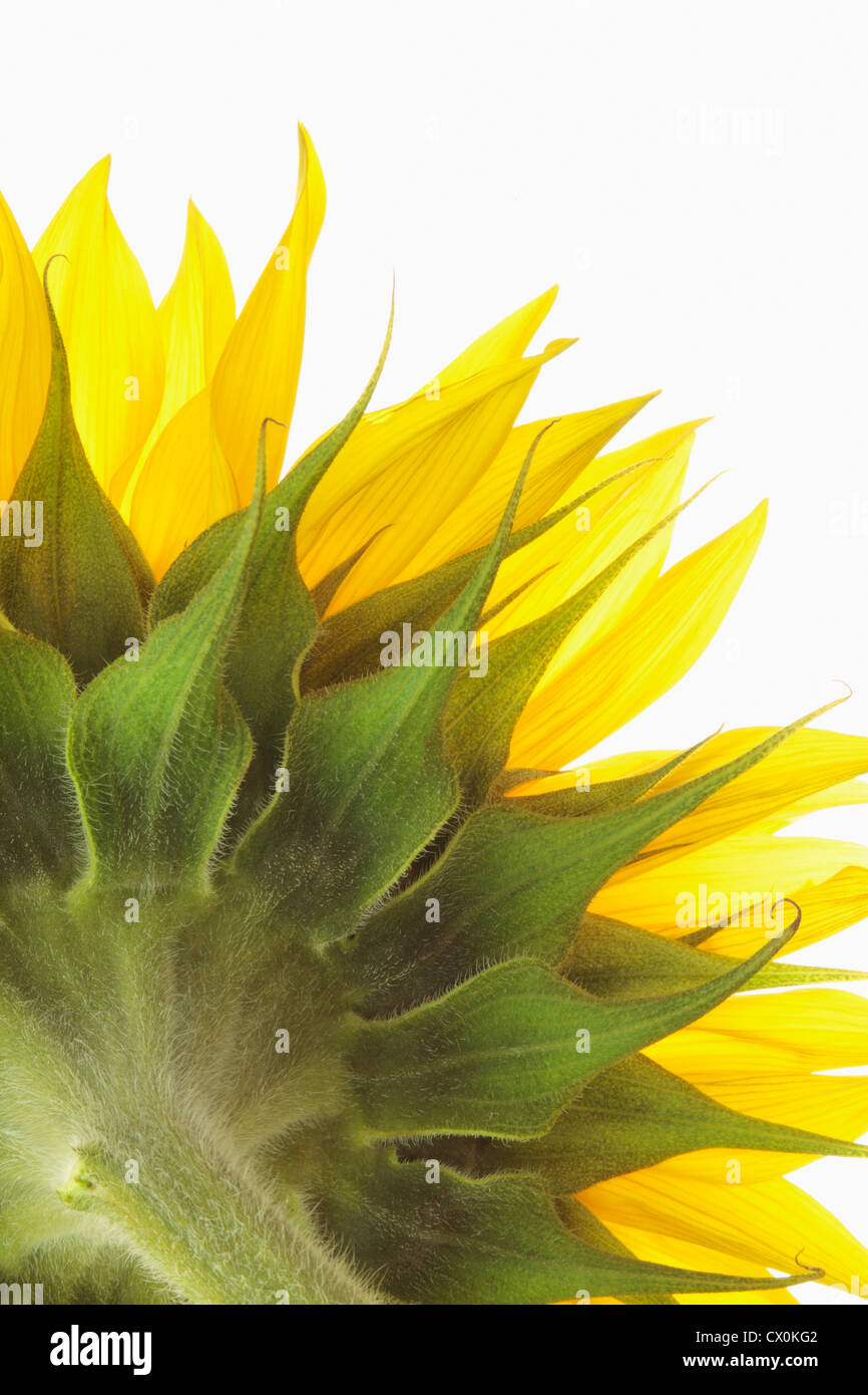 Close up of back of sunflower (Helianthus annuus) on white background Stock Photo