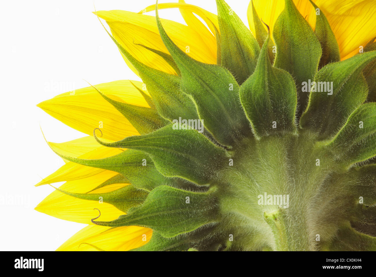 Close up of back of sunflower (Helianthus annuus) on white background Stock Photo