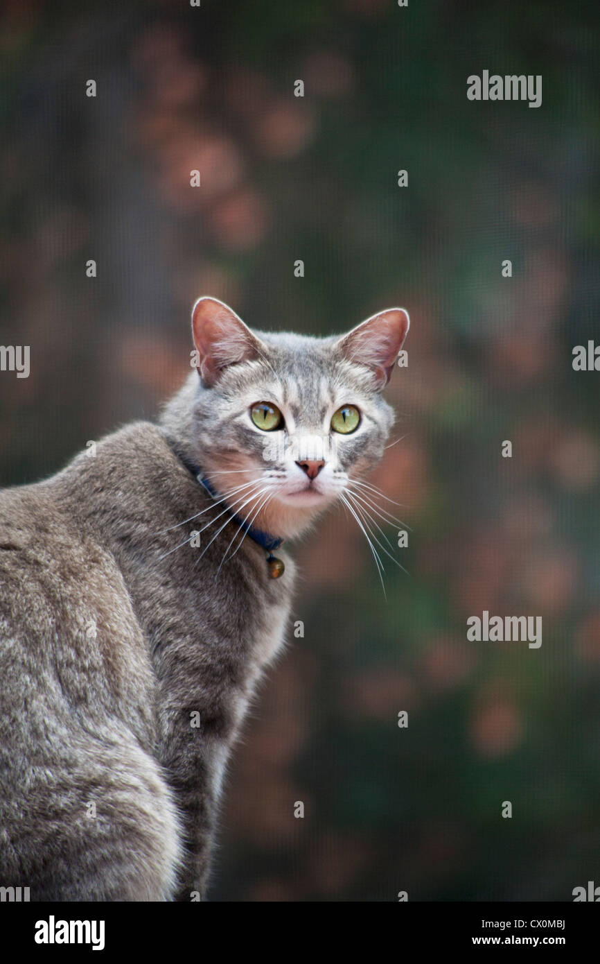 A close up of a gray tabby cat sitting outdoors Stock Photo - Alamy