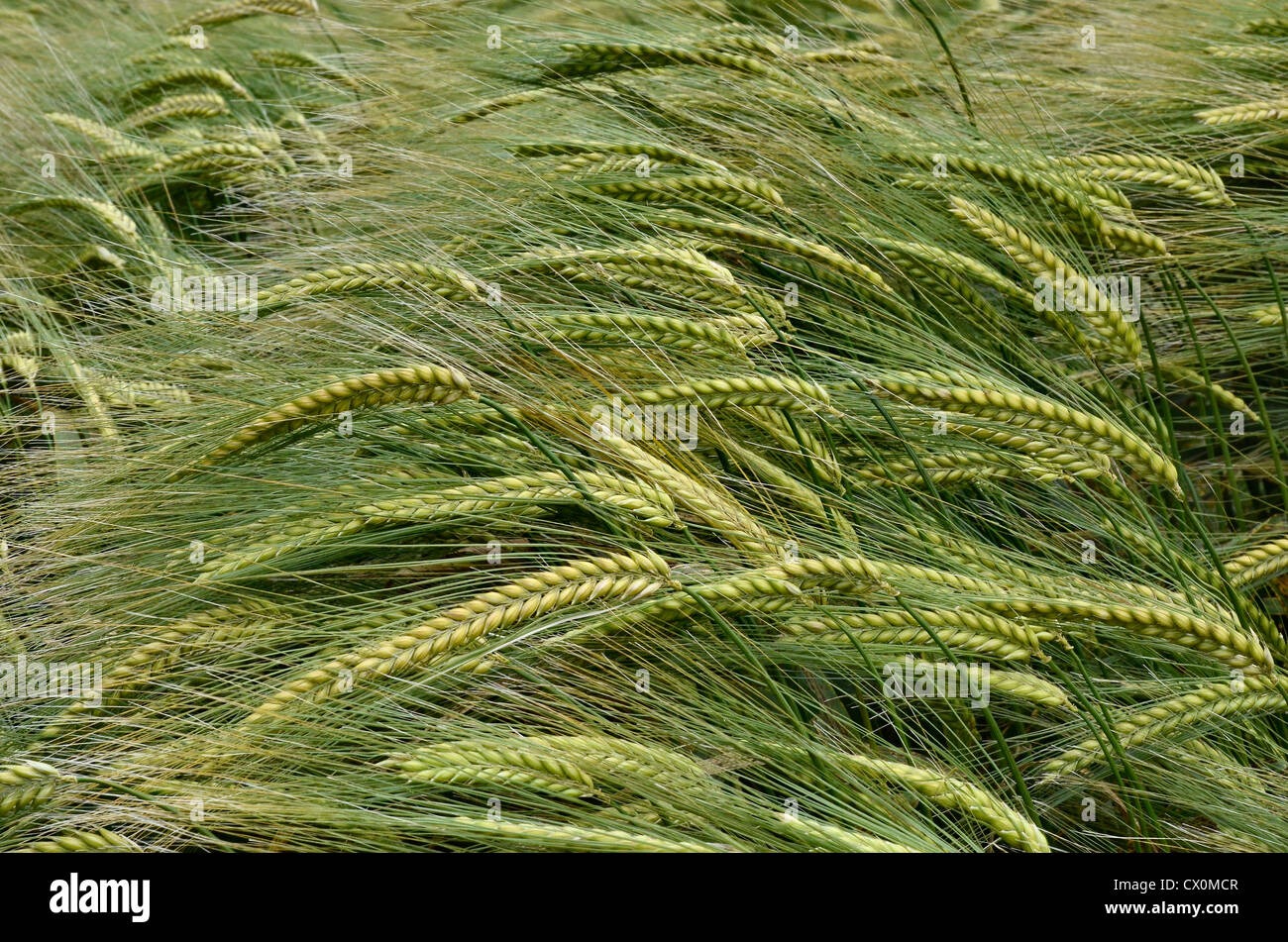 Ripening barley glumes. Key focal point are the glumes in picture centre. Visual metaphor for concept of famine, and food security. Stock Photo