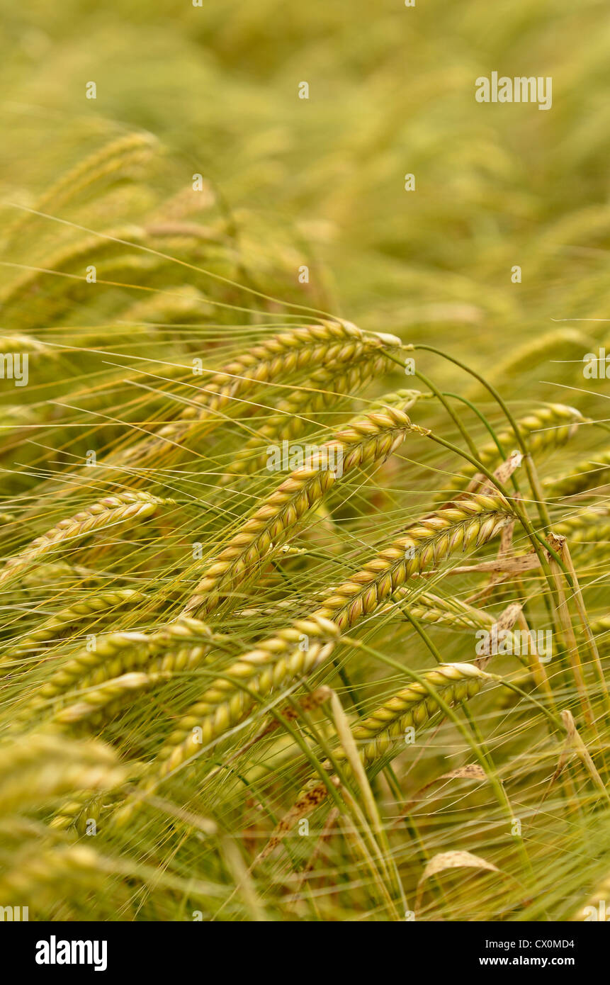 Ripening barley glumes. Key focal point is the glume below right on the central one.  Visual metaphor for concept of famine, and food security. Stock Photo