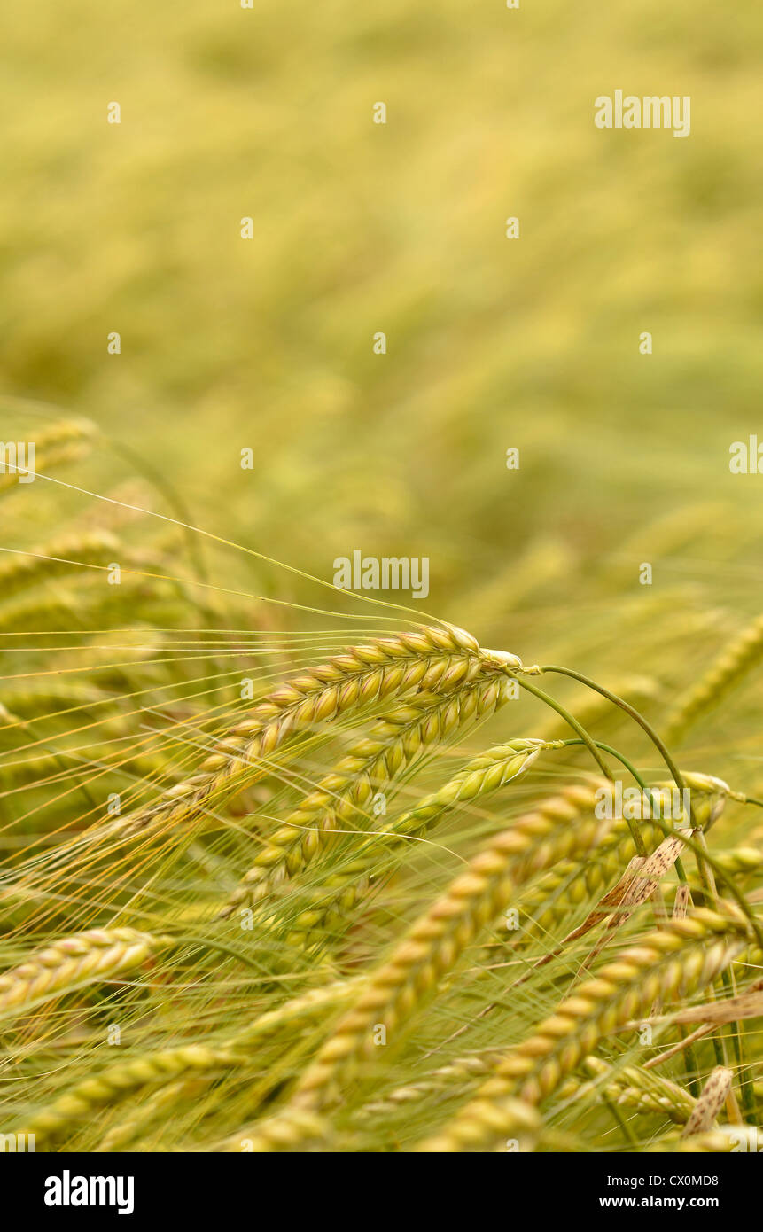 Ripening barley glumes. Key focal point is the glume in picture centre. Visual metaphor for concept of famine, and food security. Stock Photo