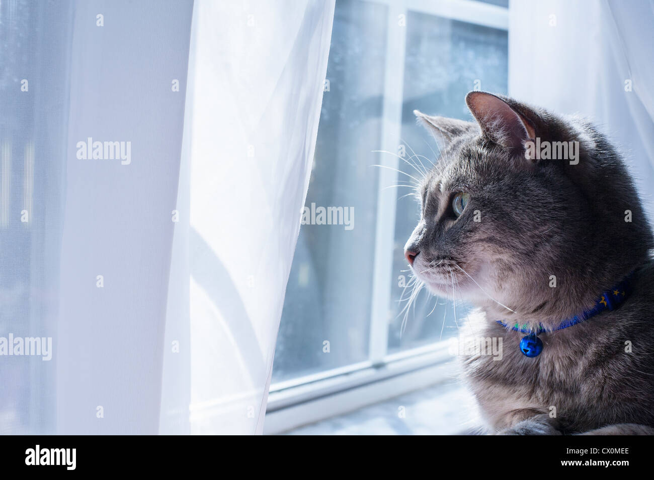 A gray tabby cat with a blue collar and bell looking out a window Stock Photo