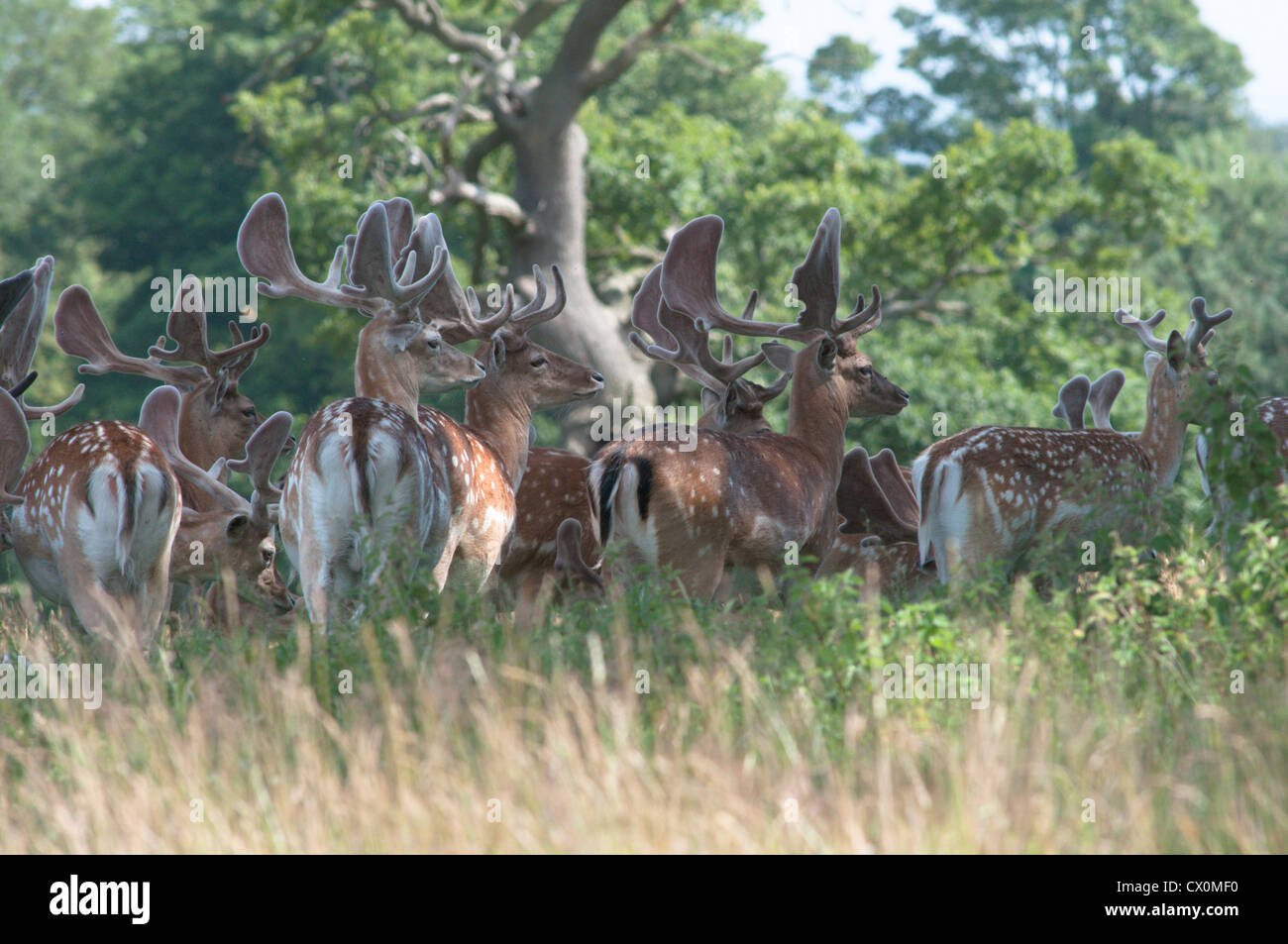 Fallow deer [Dama dama] herd of bucks with new antlers growing and covered with velvet. Sussex, UK. July Stock Photo