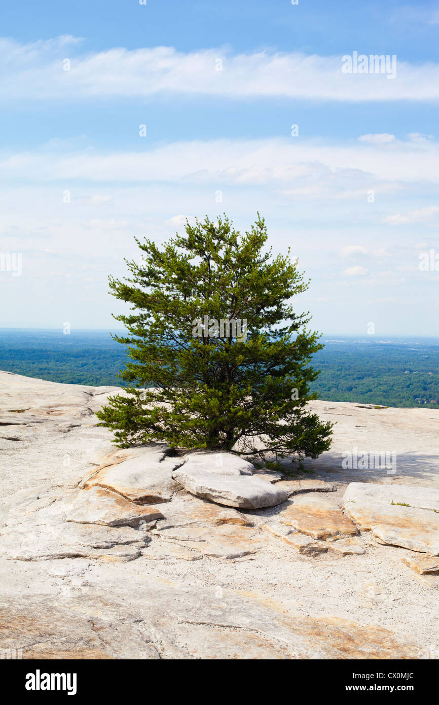 pine tree hires stock photography and images Alamy