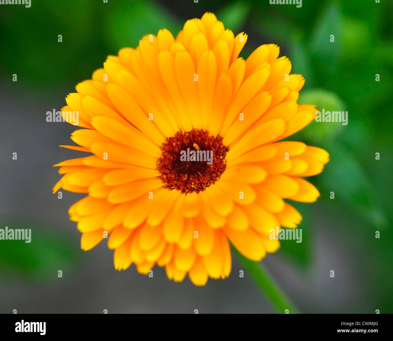 a calendula flower , close up Stock Photo