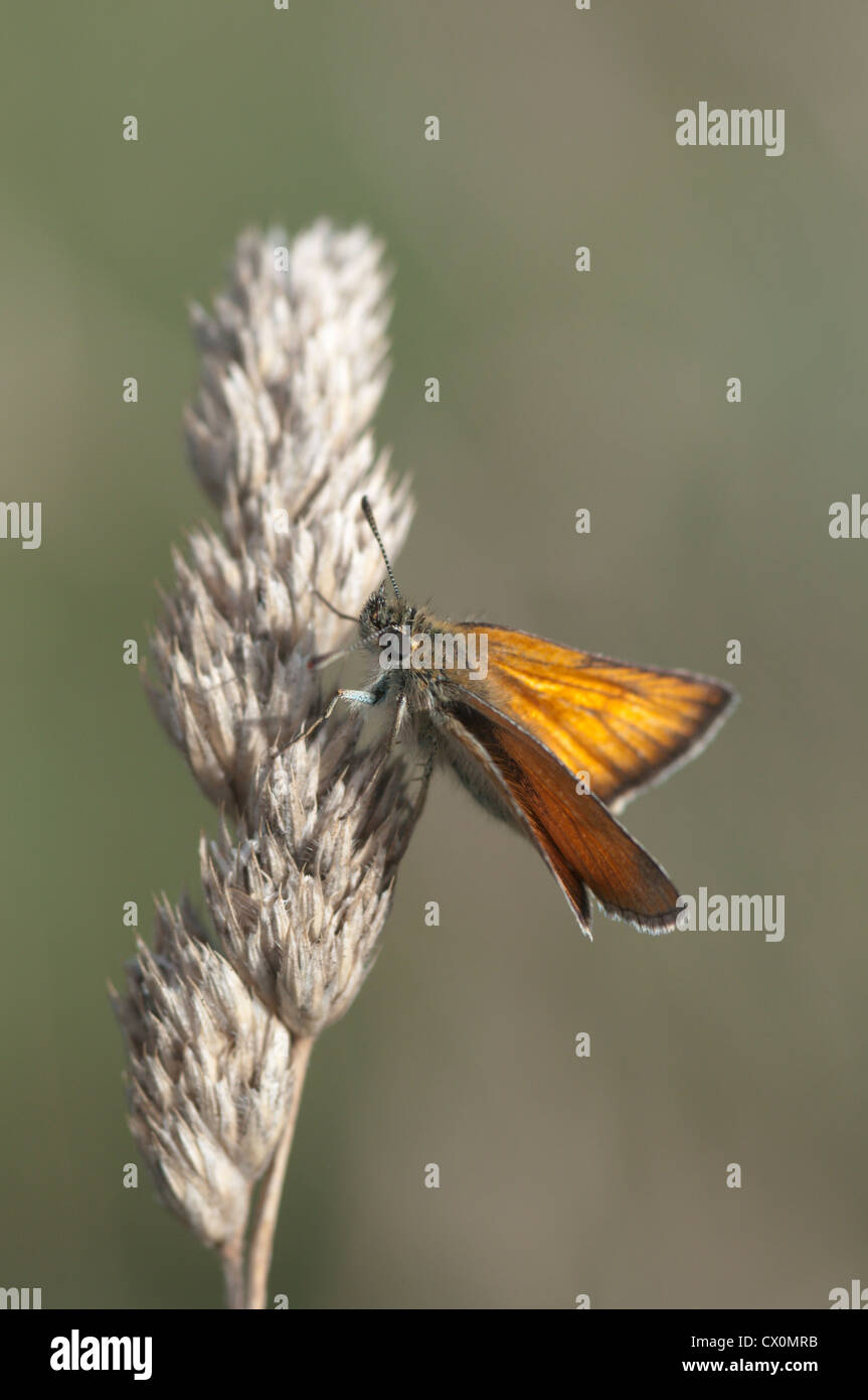 Small Skipper (Thymelicus sylvestris) on cliff above Porth Joke near West Pentire, Cornwall, UK. July Stock Photo