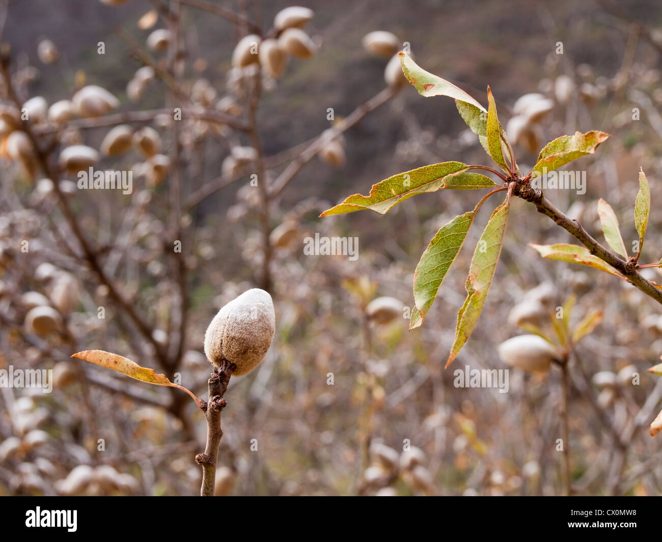 Barranco de Guayadeque in Gran Canaria, ripe almond on tree closeup, almond and olive trees are important here Stock Photo