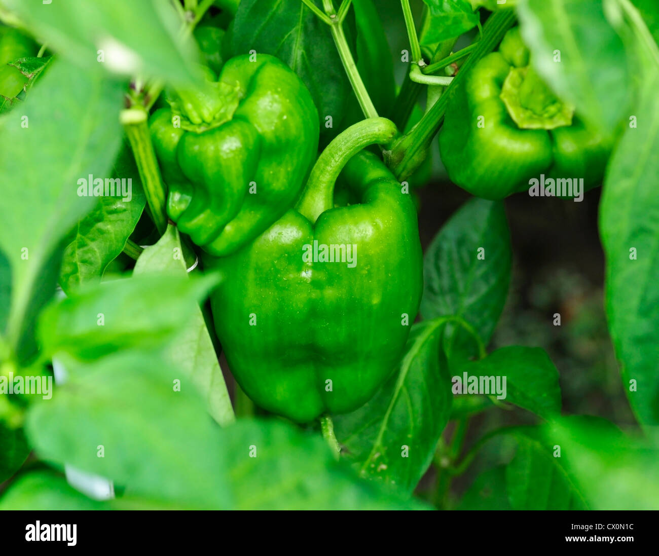Growing peppers in garden hi-res stock photography and images - Alamy