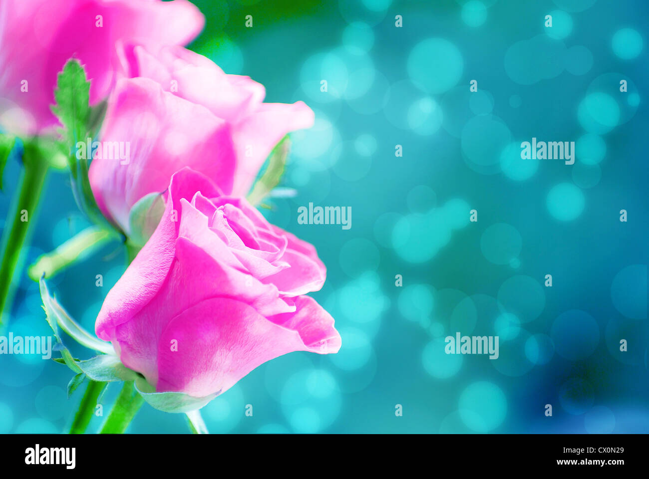 red rose isolated on a green background Stock Photo - Alamy