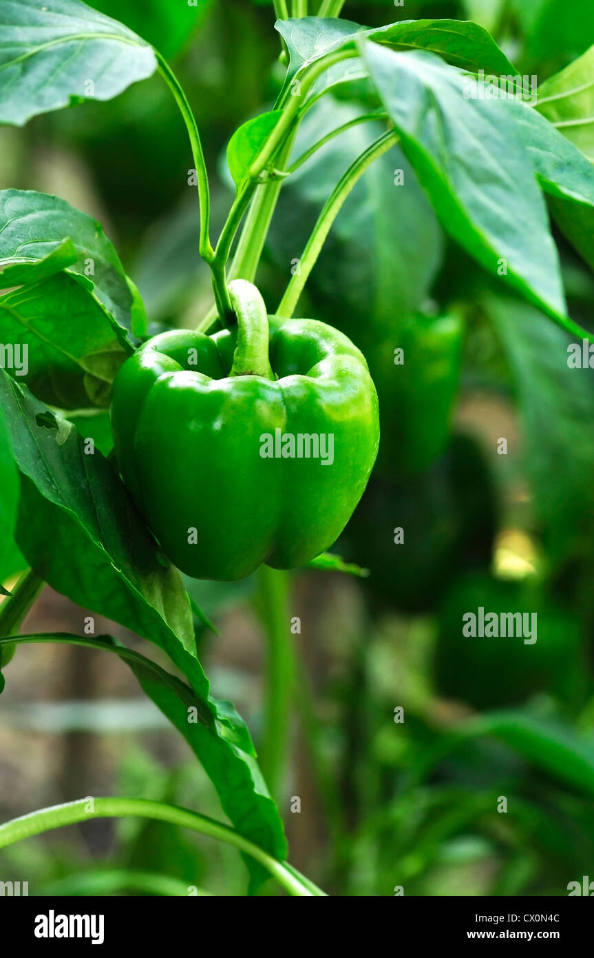 Green bell peppers growing in the garden Stock Photo Alamy