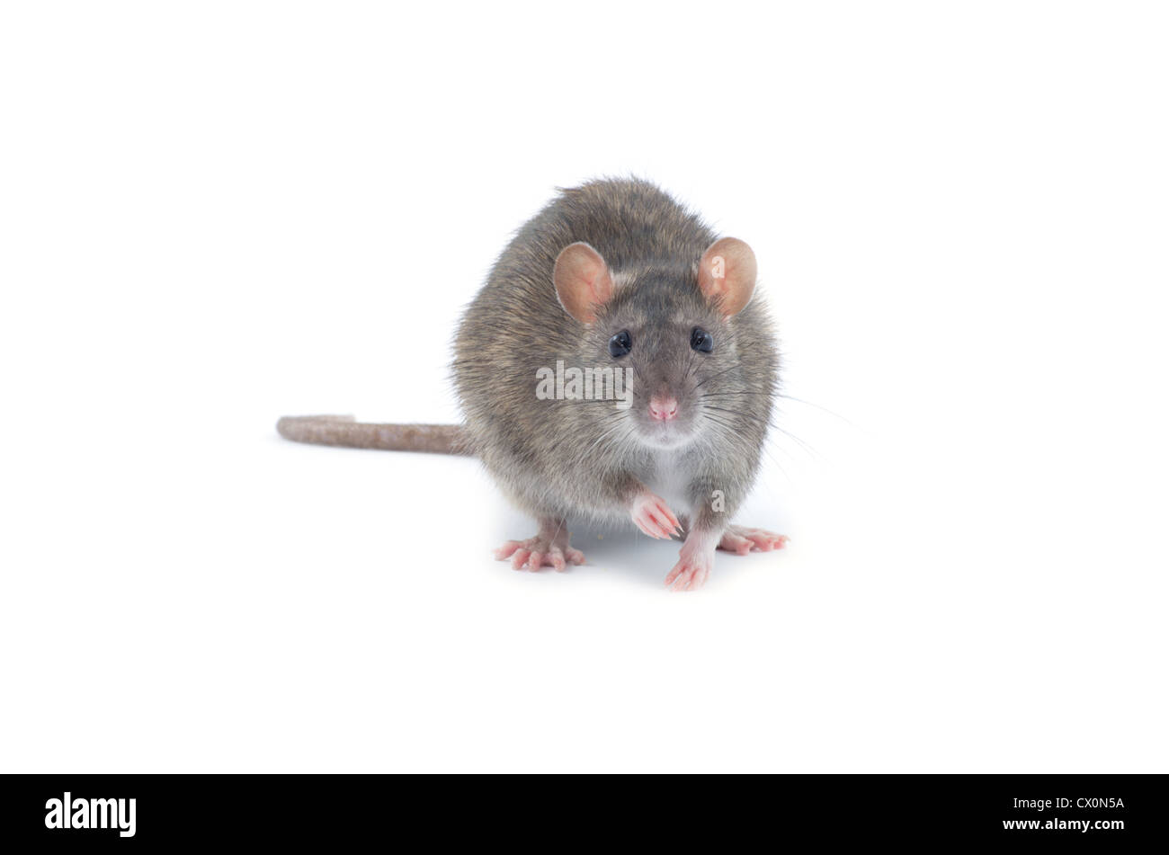 rat isolated on white background Stock Photo - Alamy