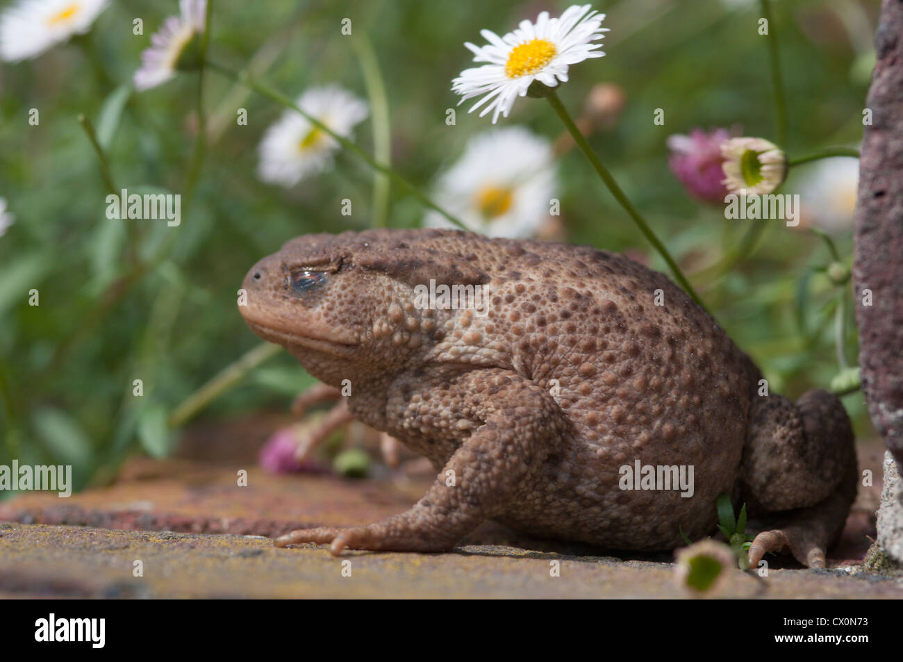 Common toad (Bufo bufo) in a garden West Sussex, England, UK. July. Stock Photo