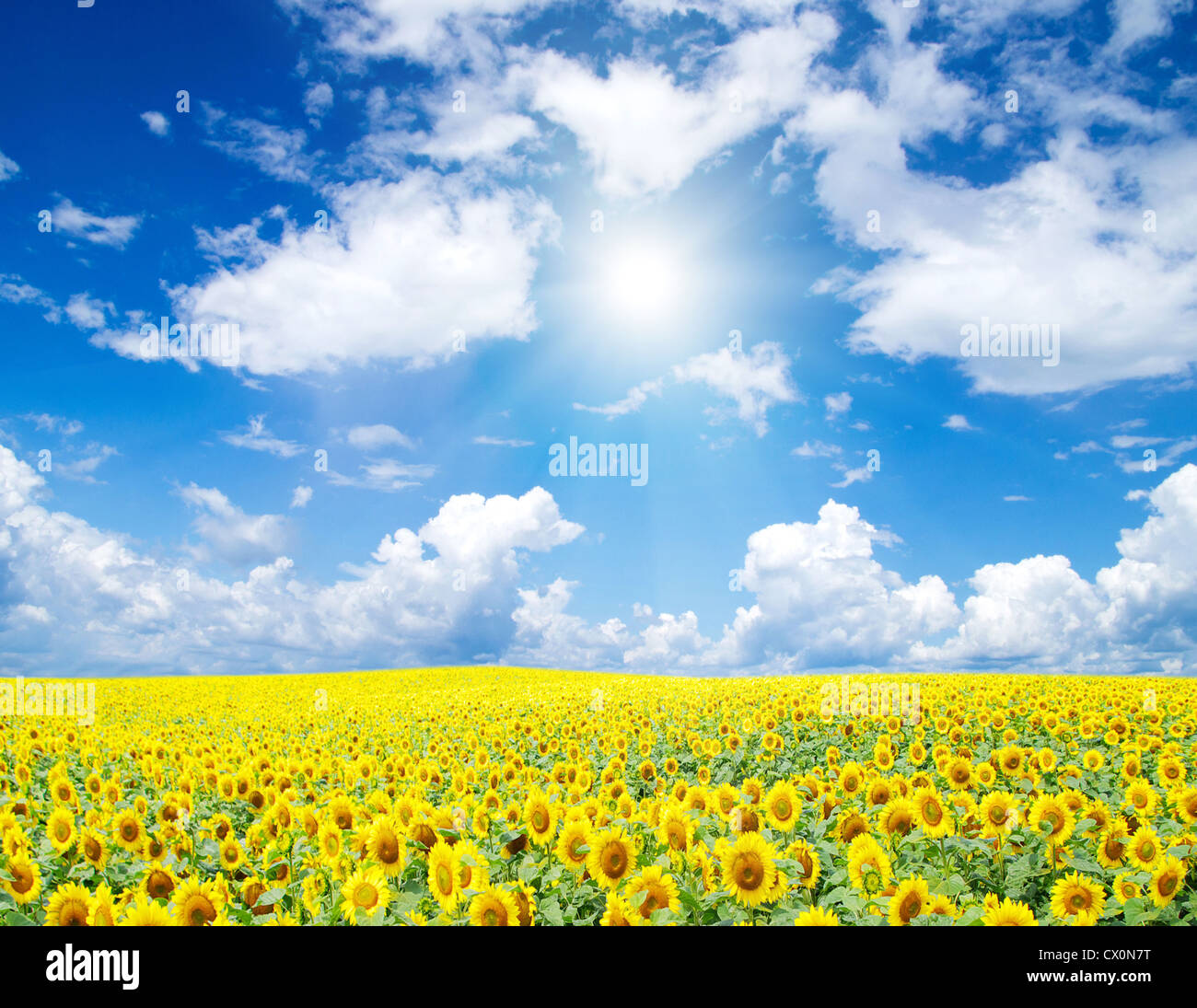 sunflower field over cloudy blue sky Stock Photo - Alamy