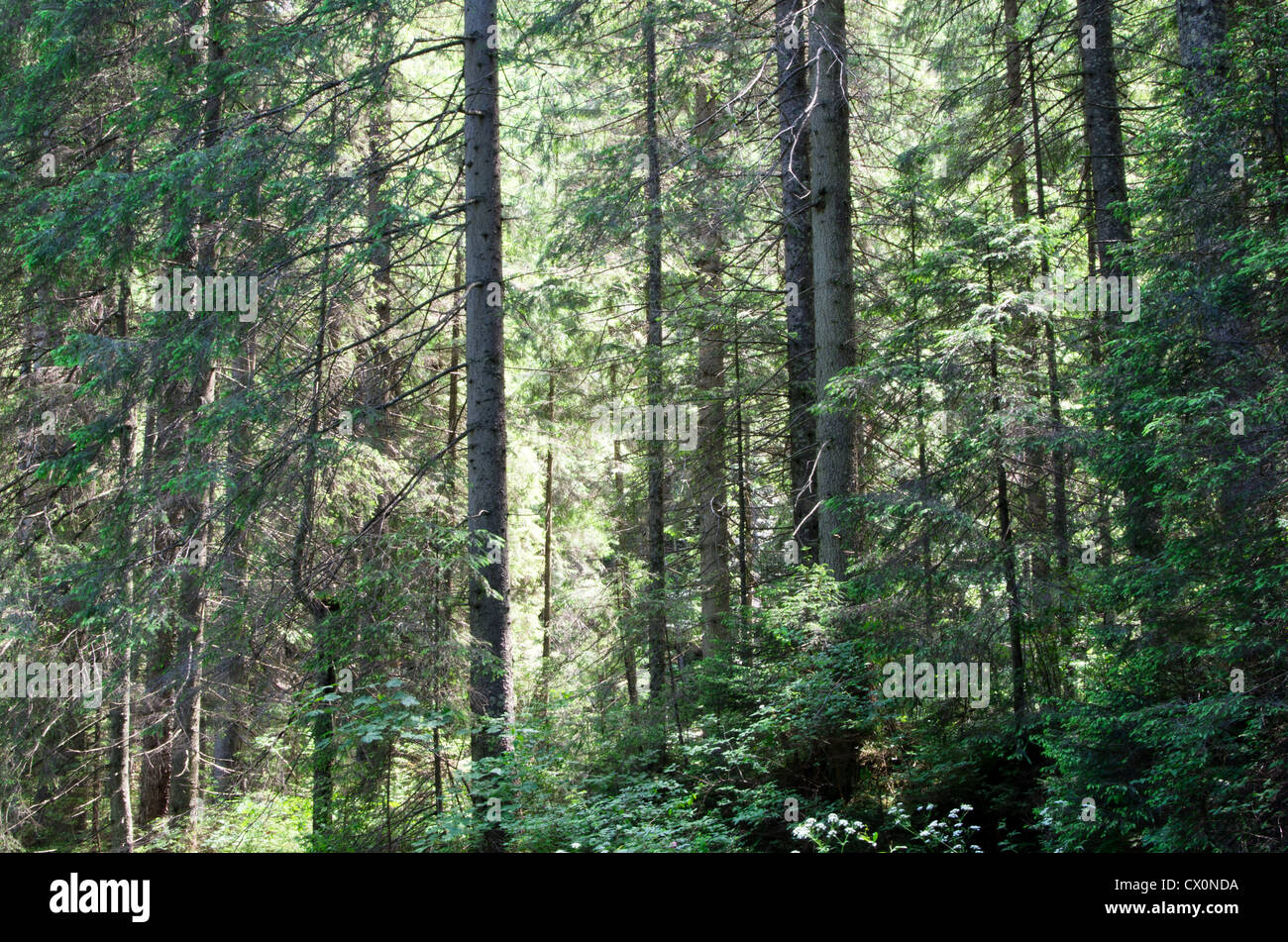 green forest background in a sunny day Stock Photo - Alamy