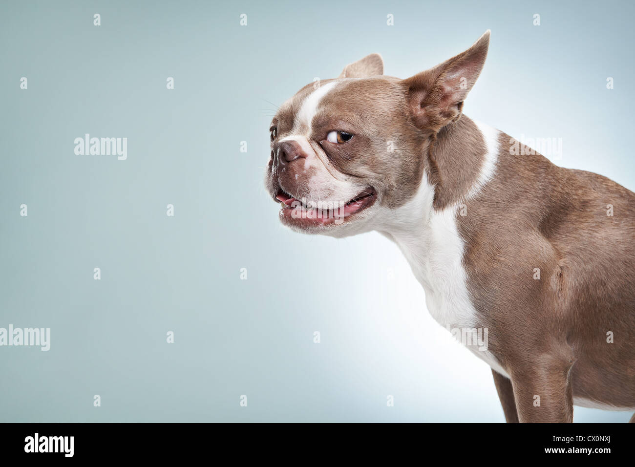 Side portrait of Boston terrier looking to camera in studio Stock Photo