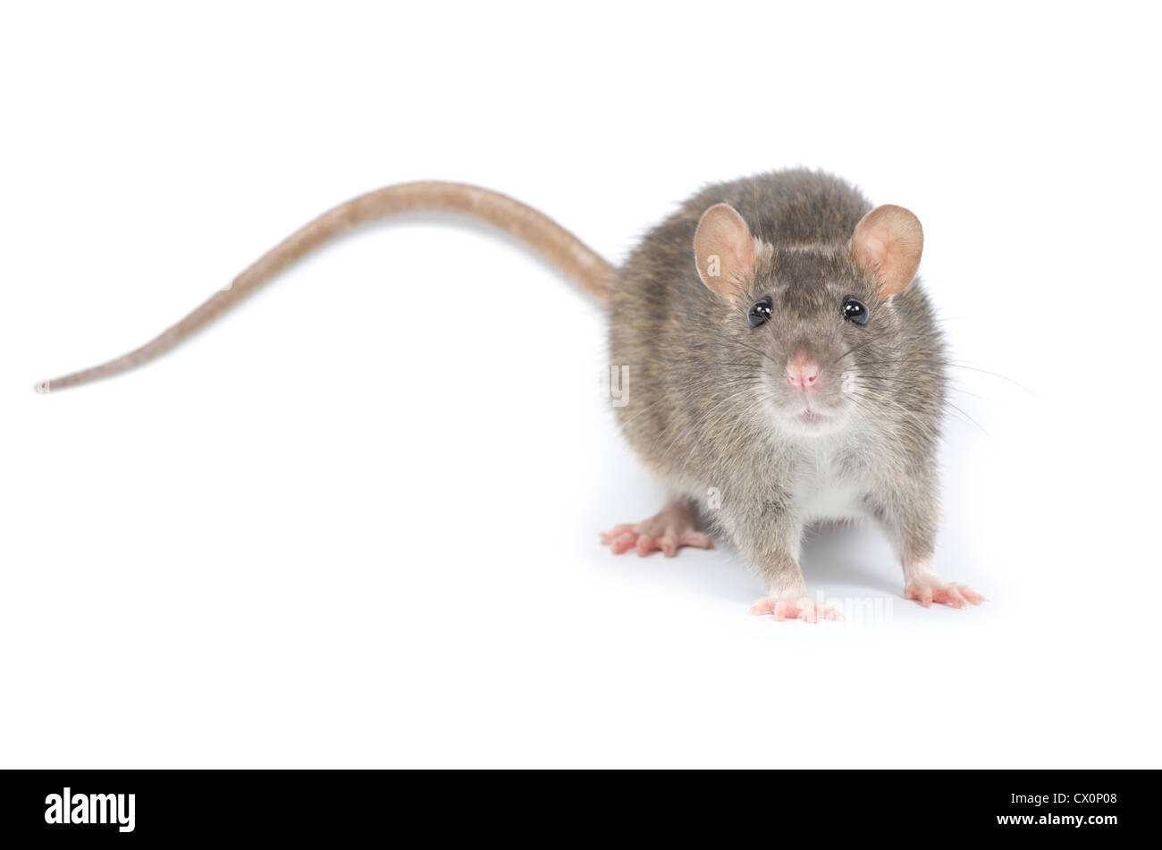 rat isolated on white background Stock Photo - Alamy