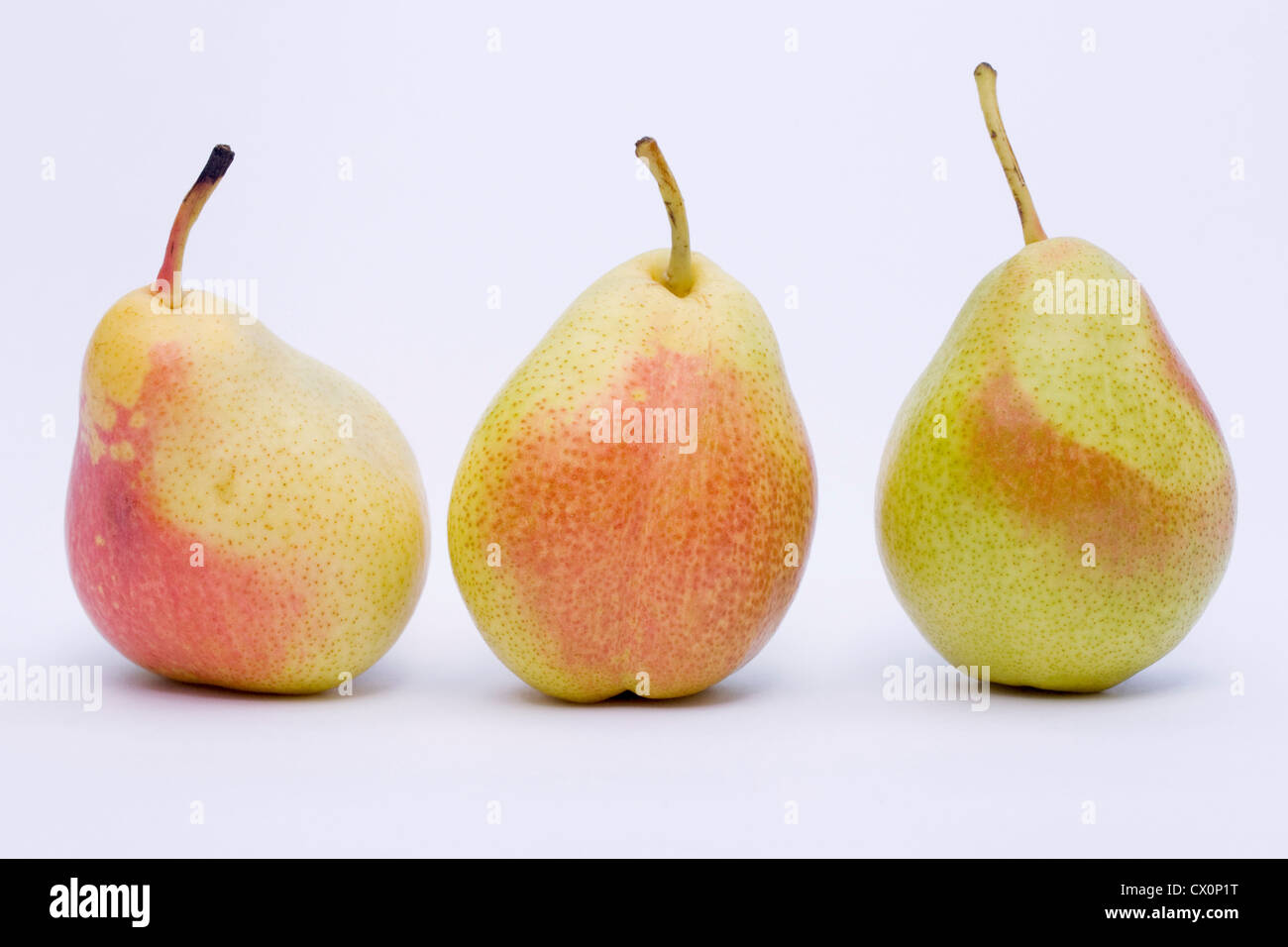 Pyrus communis 'Forelle'. A row of three red blush dessert pears on a white background. Stock Photo