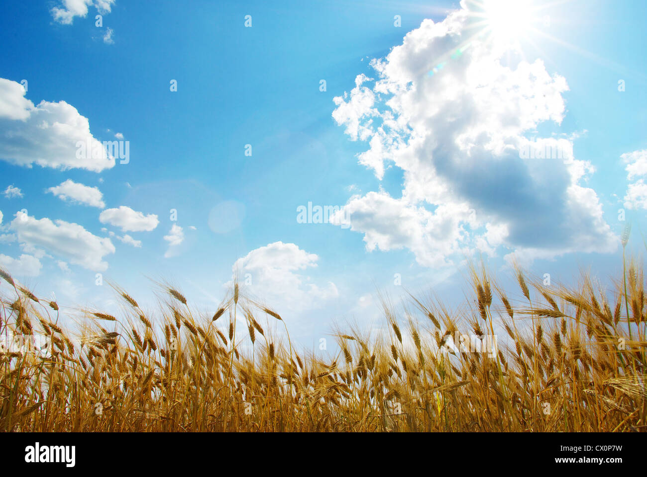 Wheat ears against the blue sky Stock Photo - Alamy