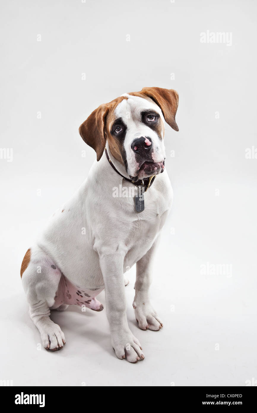 A portrait of St Bernard puppy in studio Stock Photo