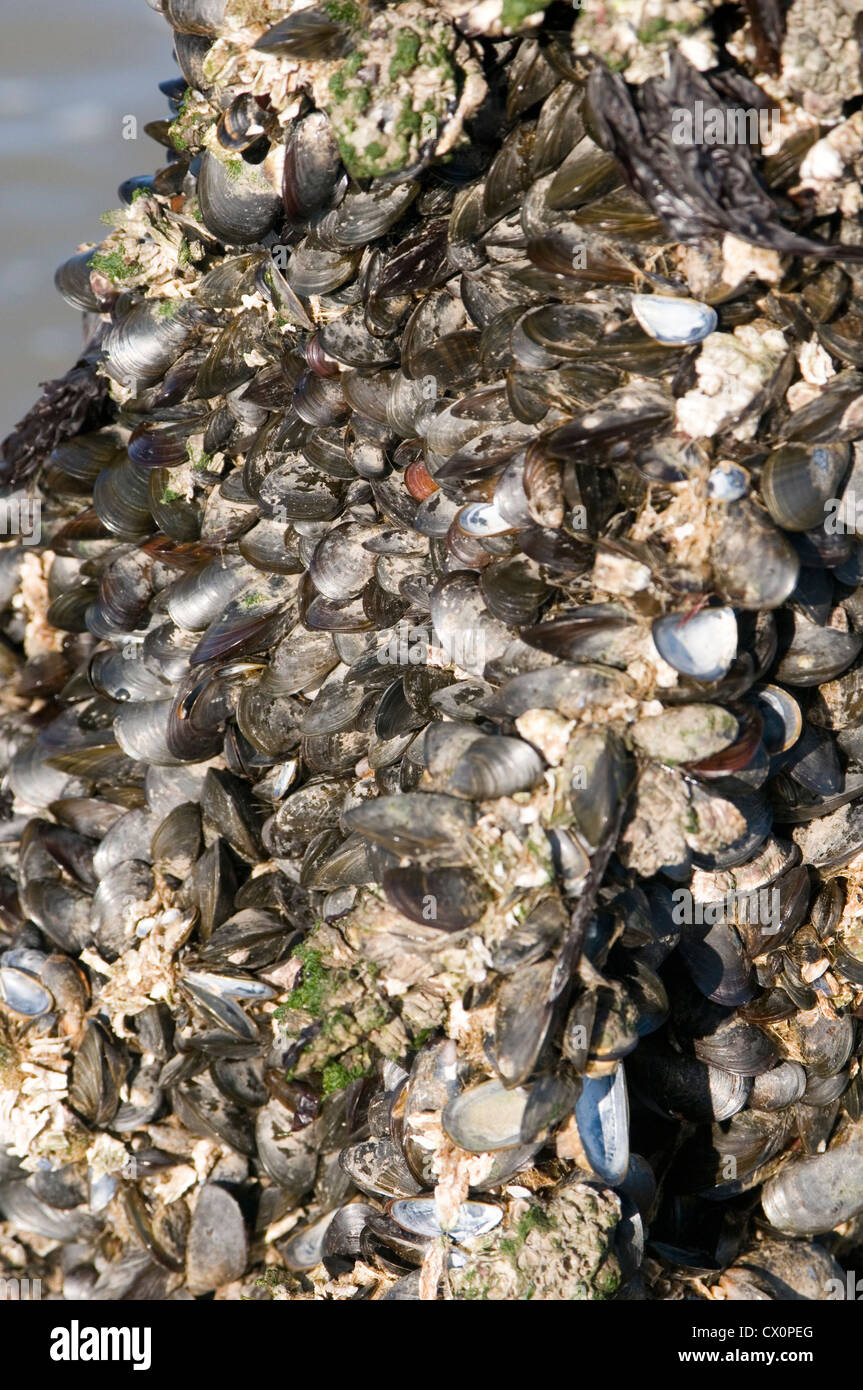 barnacles mussels shells mussel shell fish shellfish on concrete