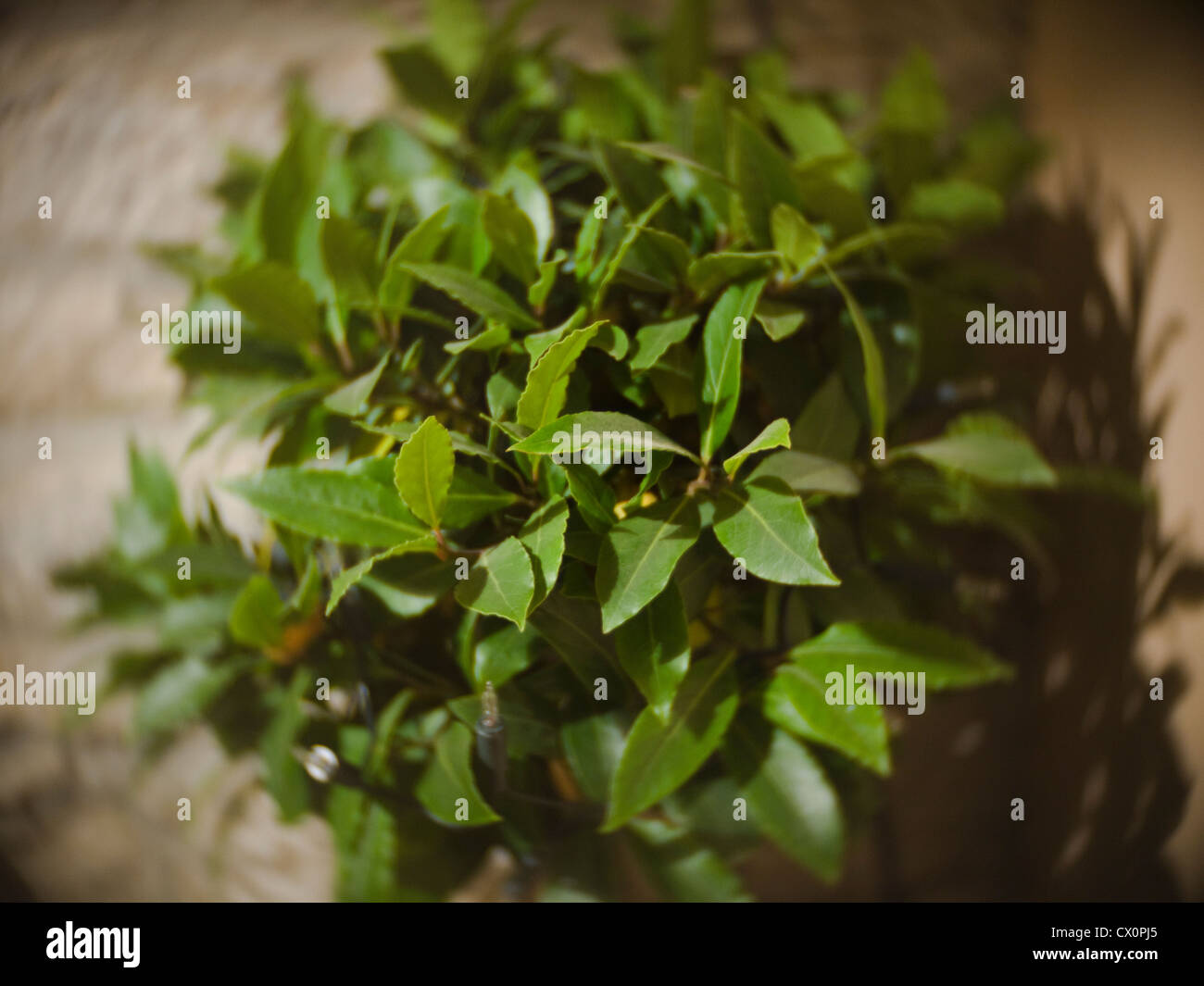 Bay tree hires stock photography and images Alamy