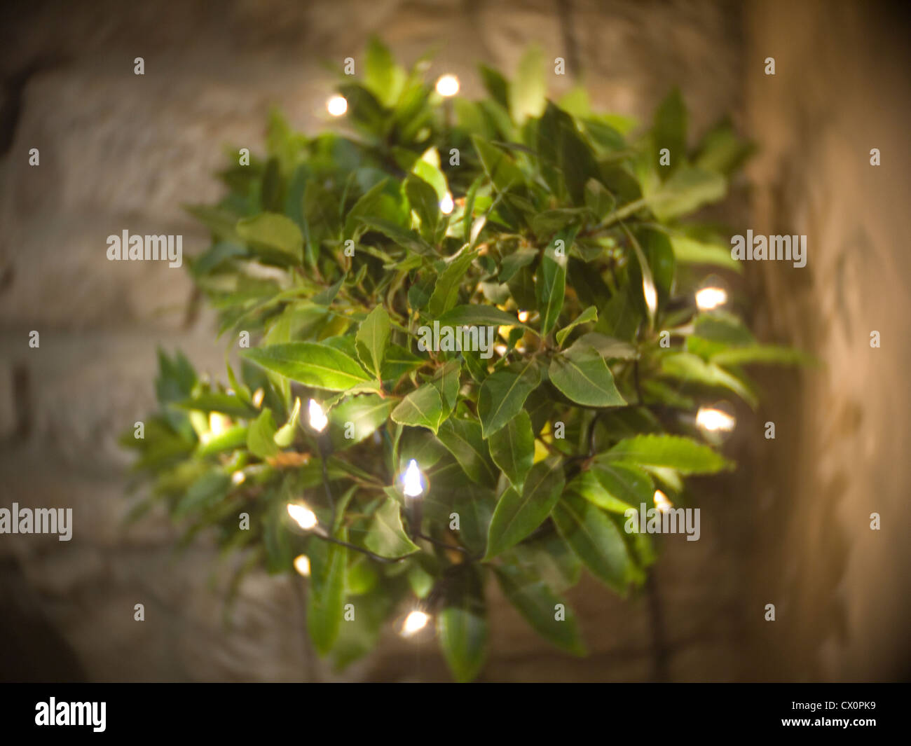 bay tree with Christmas lights Stock Photo Alamy