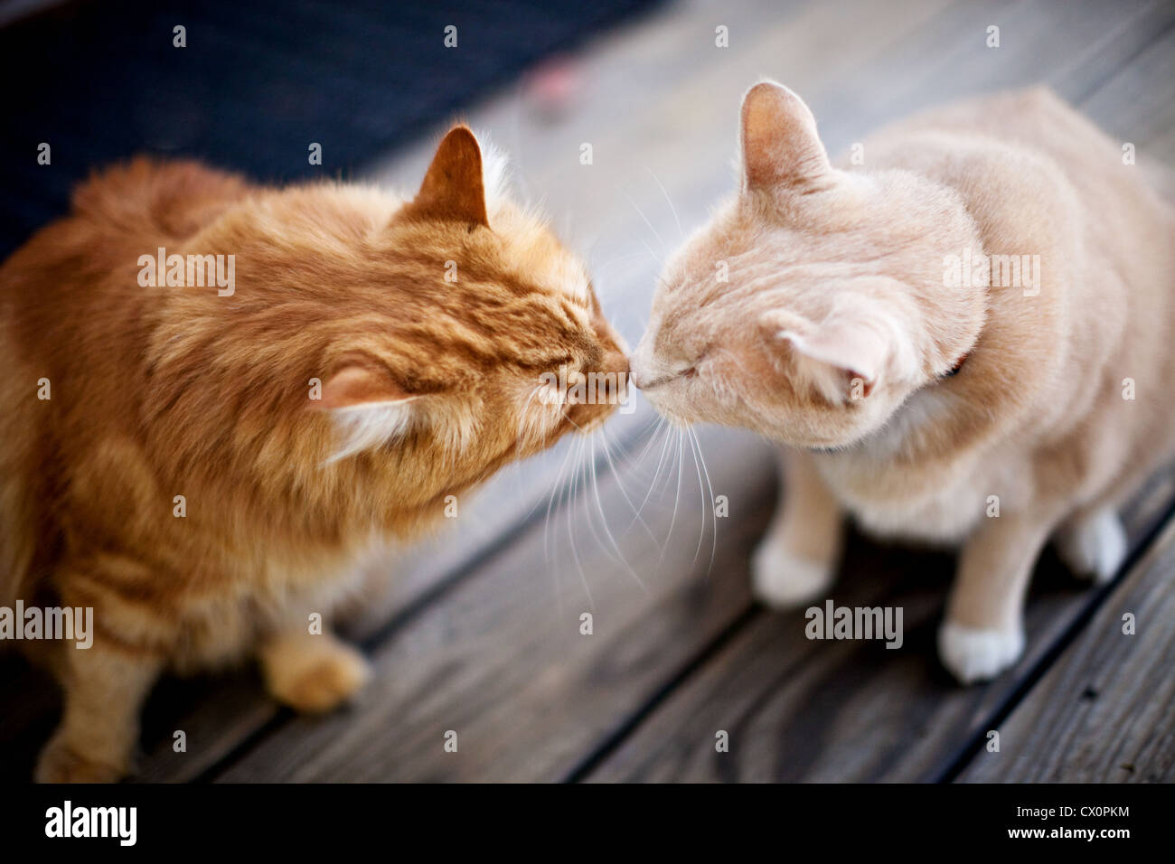 Overhead view of two cats touching noses Stock Photo