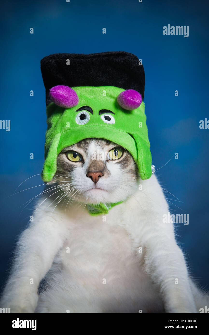 Portrait of cat wearing Frankenstein Halloween costume Stock Photo