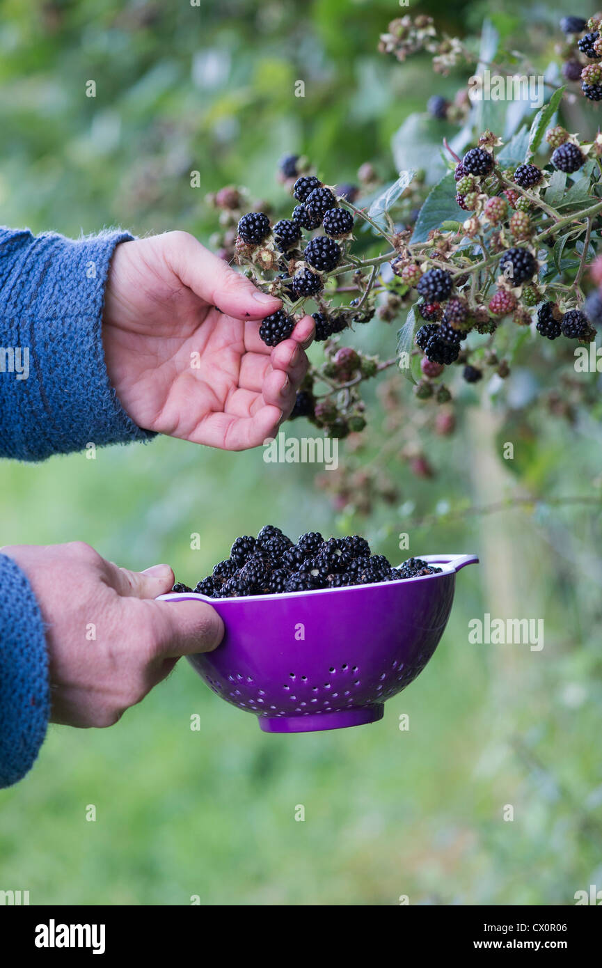 Man picking blackberries in a purple colander in the english countryside Stock Photo