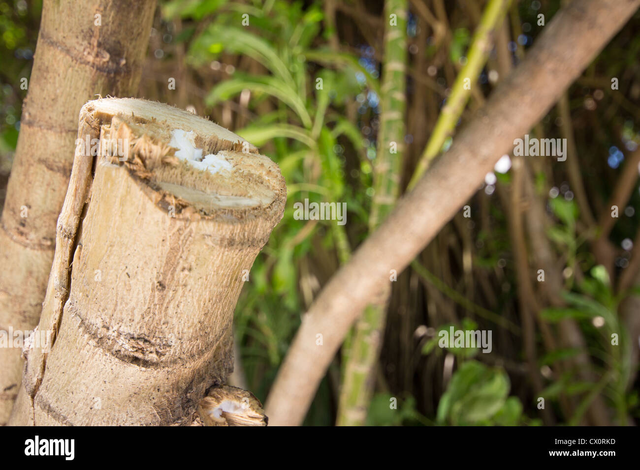 Chopped tree - Stock Image