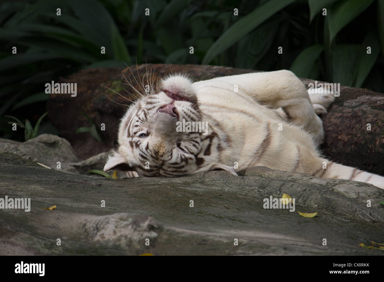 White tiger - Stock Image