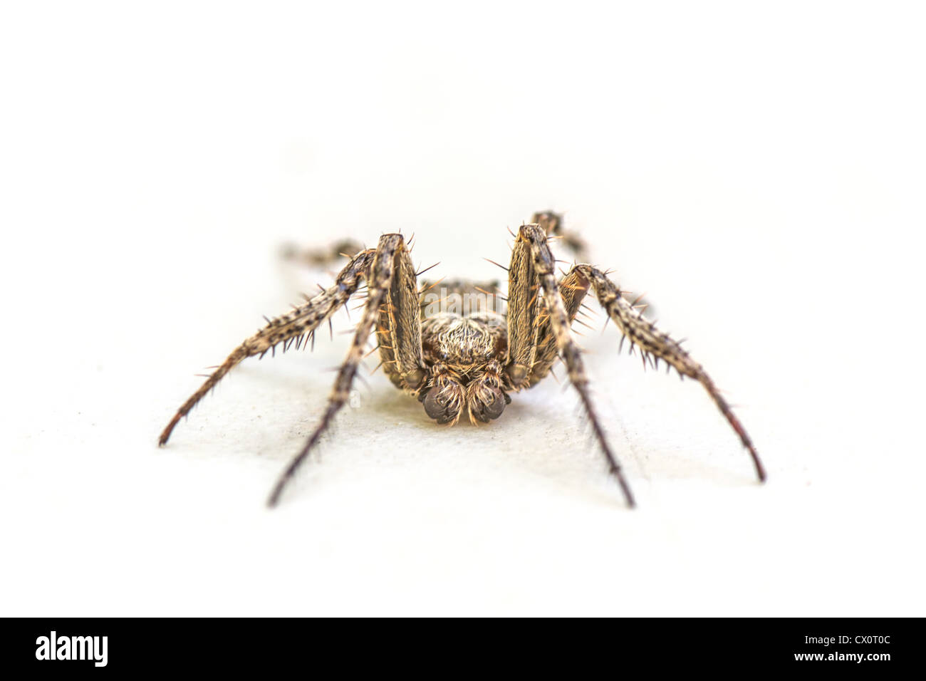 An isolated orb-weaver American garden spider on white Stock Photo