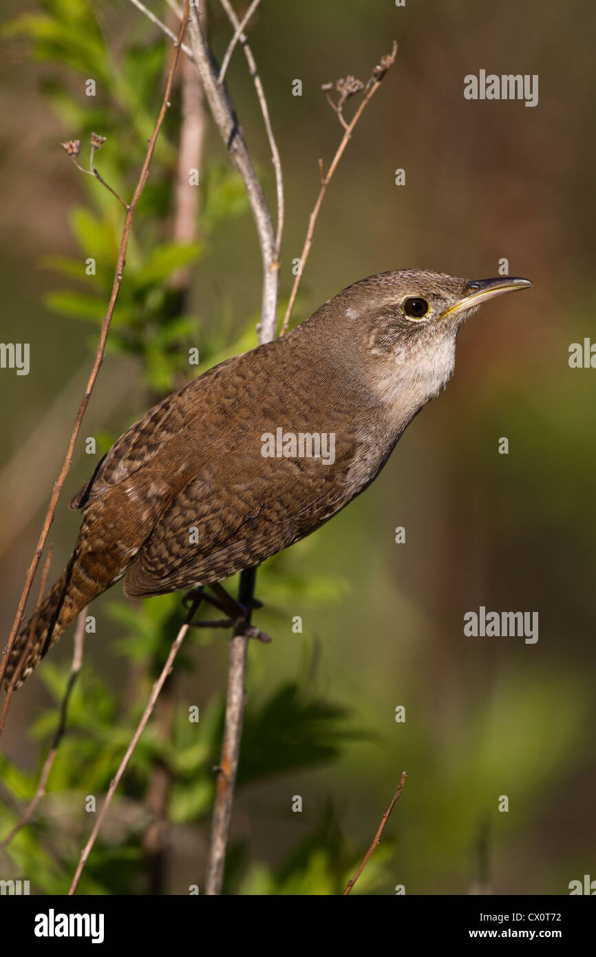 Mating songs hires stock photography and images Alamy