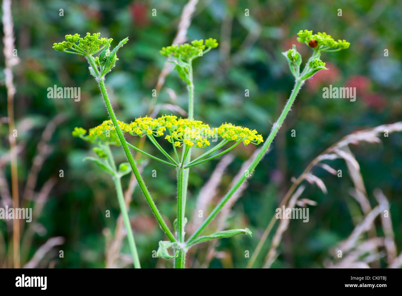 Close up of Pastinaca sativa (german; Gemeiner Pastinak) with flowers, summer, by Beckingen, Saarland / Germany Stock Photo
