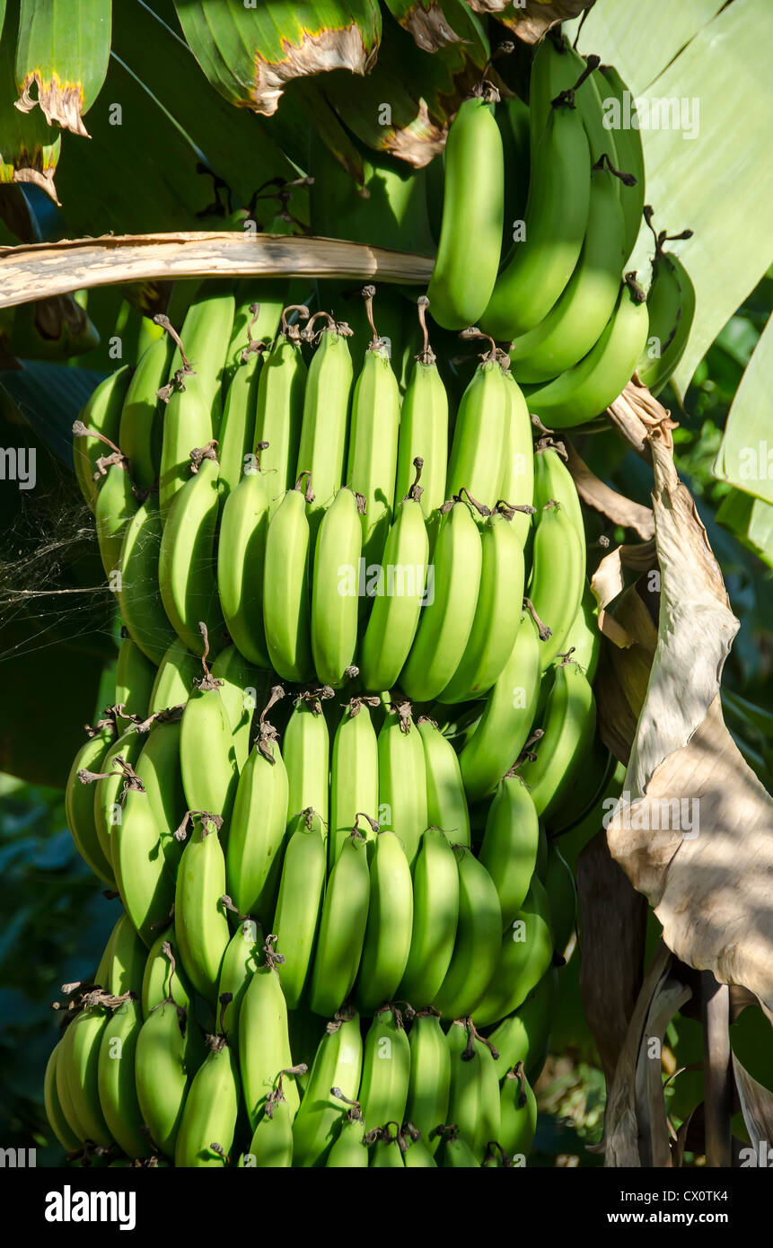 Cluster bunch of unripe green bananas growing on tree upside down Stock Photo