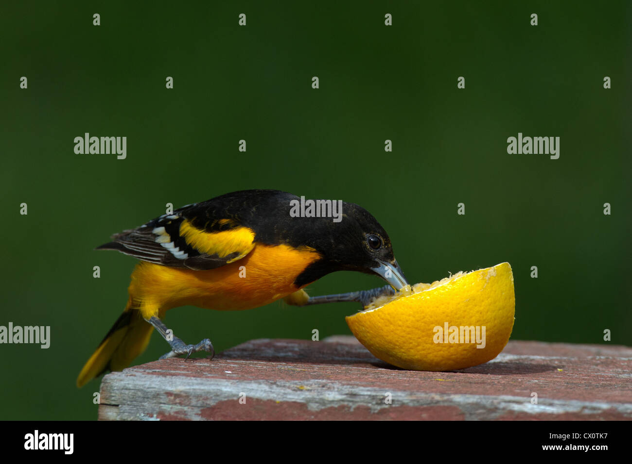 Male Baltimore oriole and orange Stock Photo Alamy