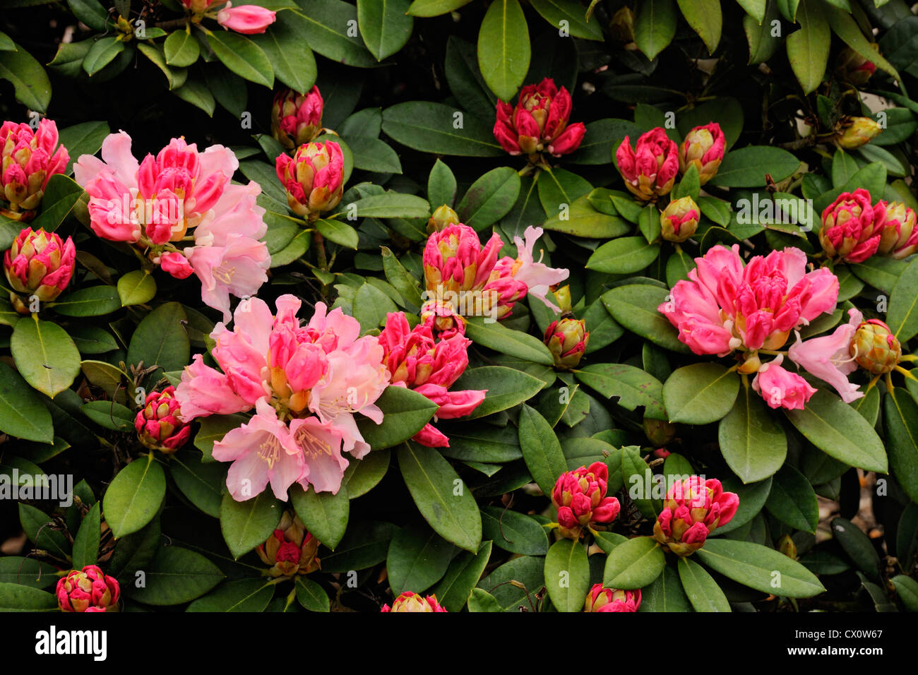 Rhododendrons in bloom, Gig Harbour, Washington, USA Stock Photo
