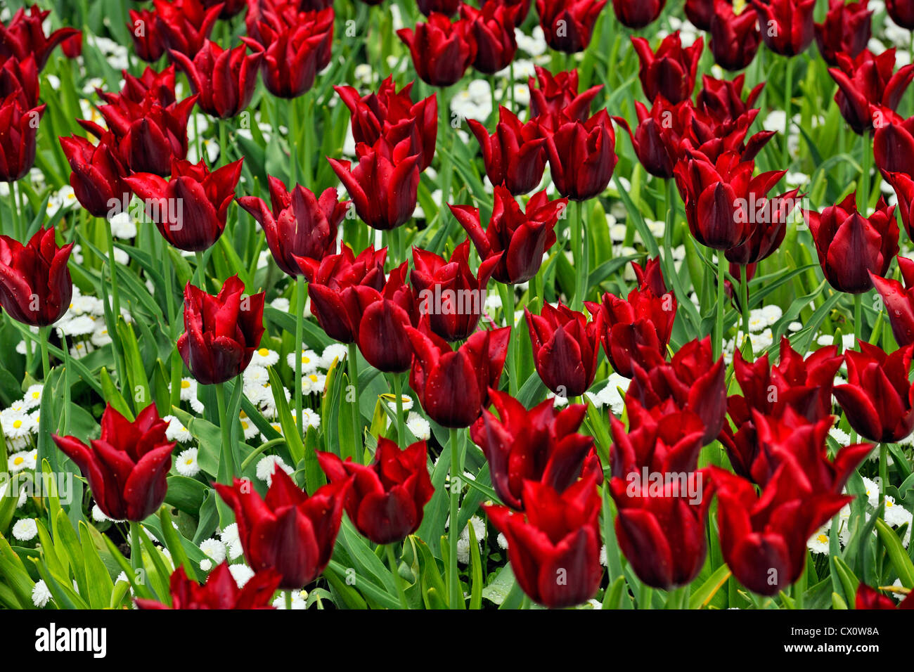 Butchart Gardens in spring- Tulips and forget-me-nots, Victoria, British Columbia, Canada Stock Photo