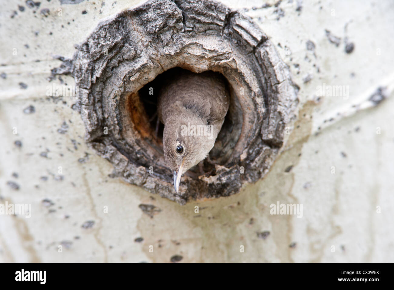 House Wren bird songbird peeking out of Nest Cavity in Aspen Tree Stock Photo
