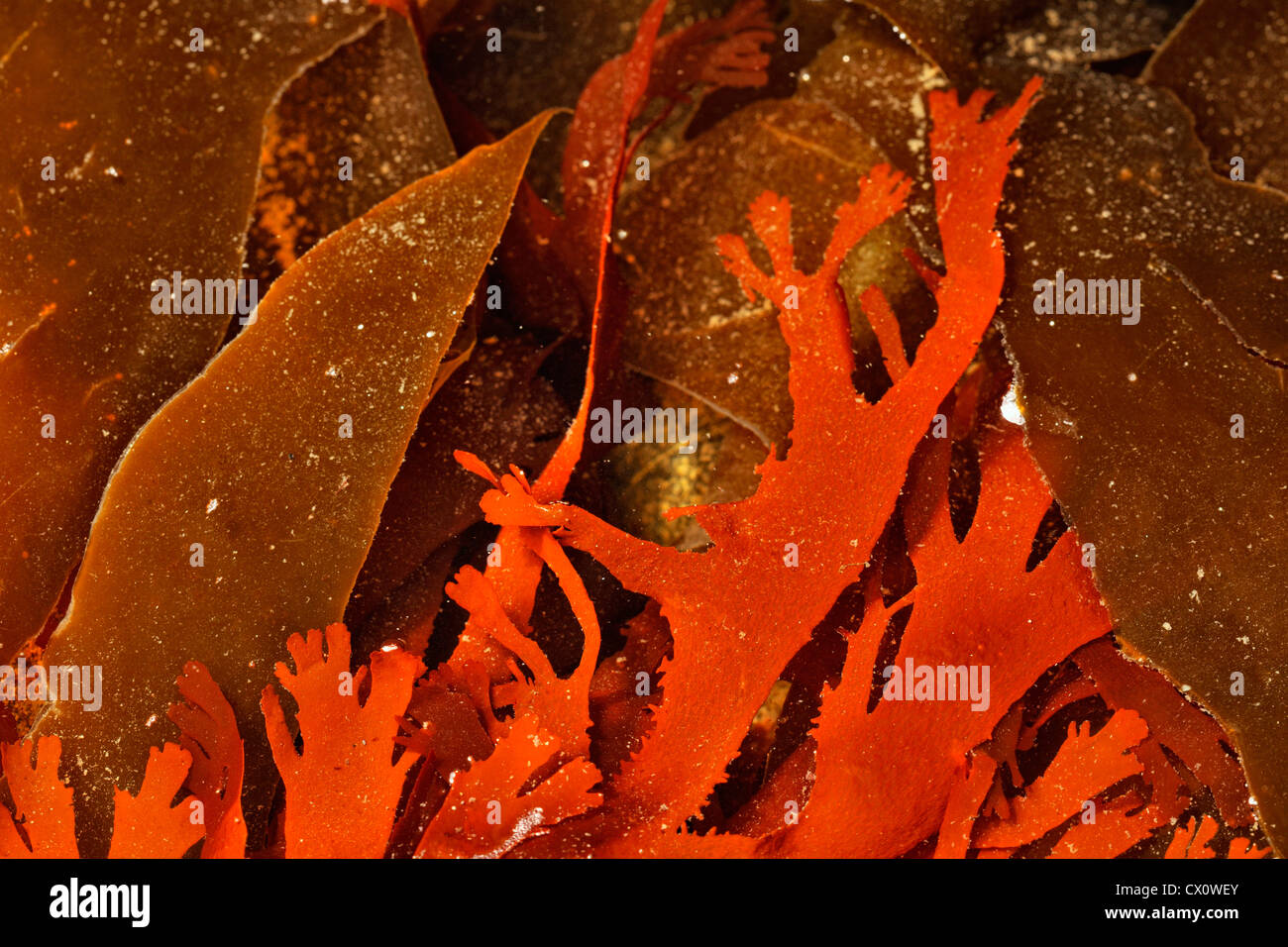 Kelp leaves at low tide, Whiffen Spit (Sooke), BC, Canada Stock Photo